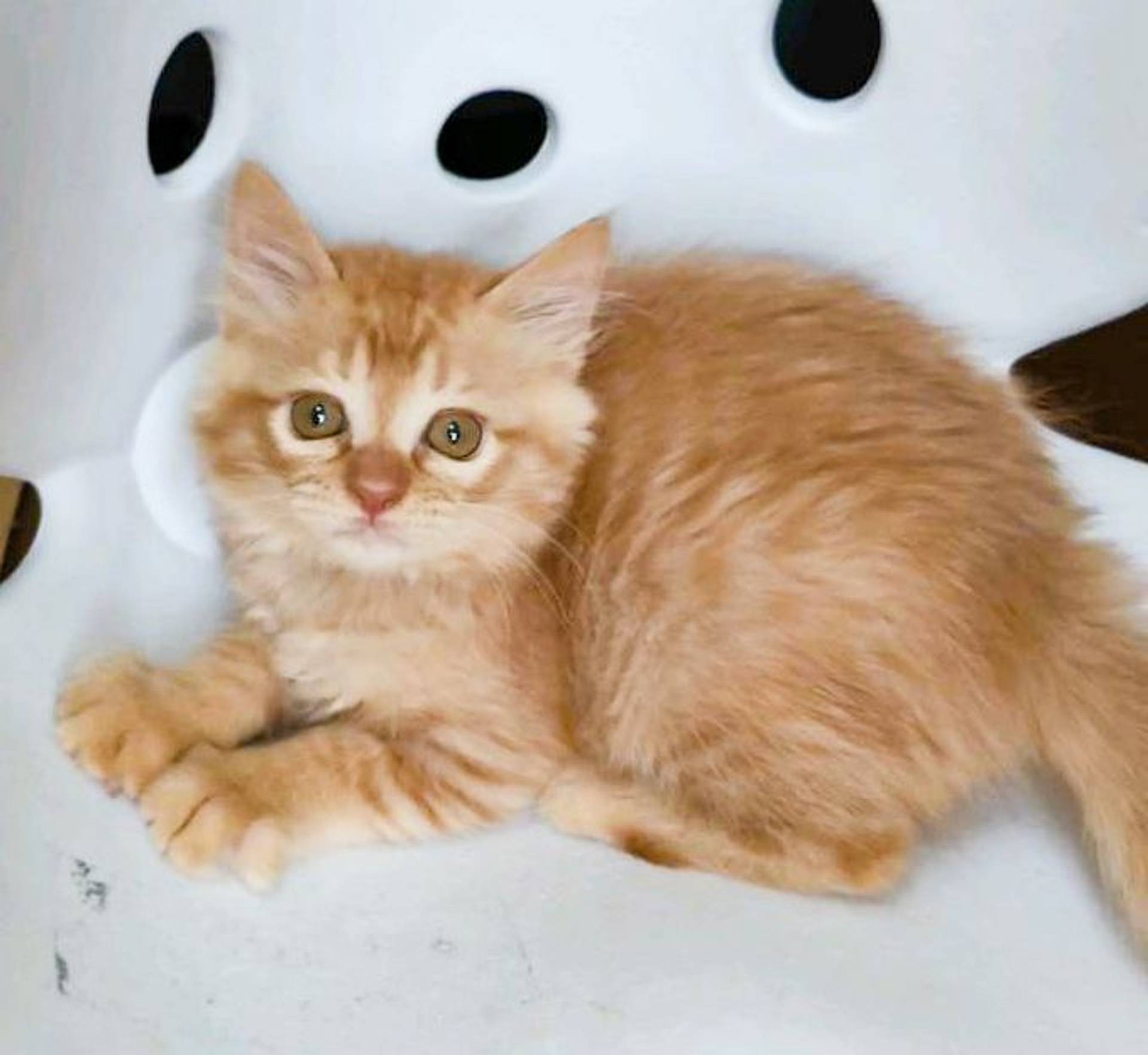 雑種（ミックス猫）・オスの里親募集の写真