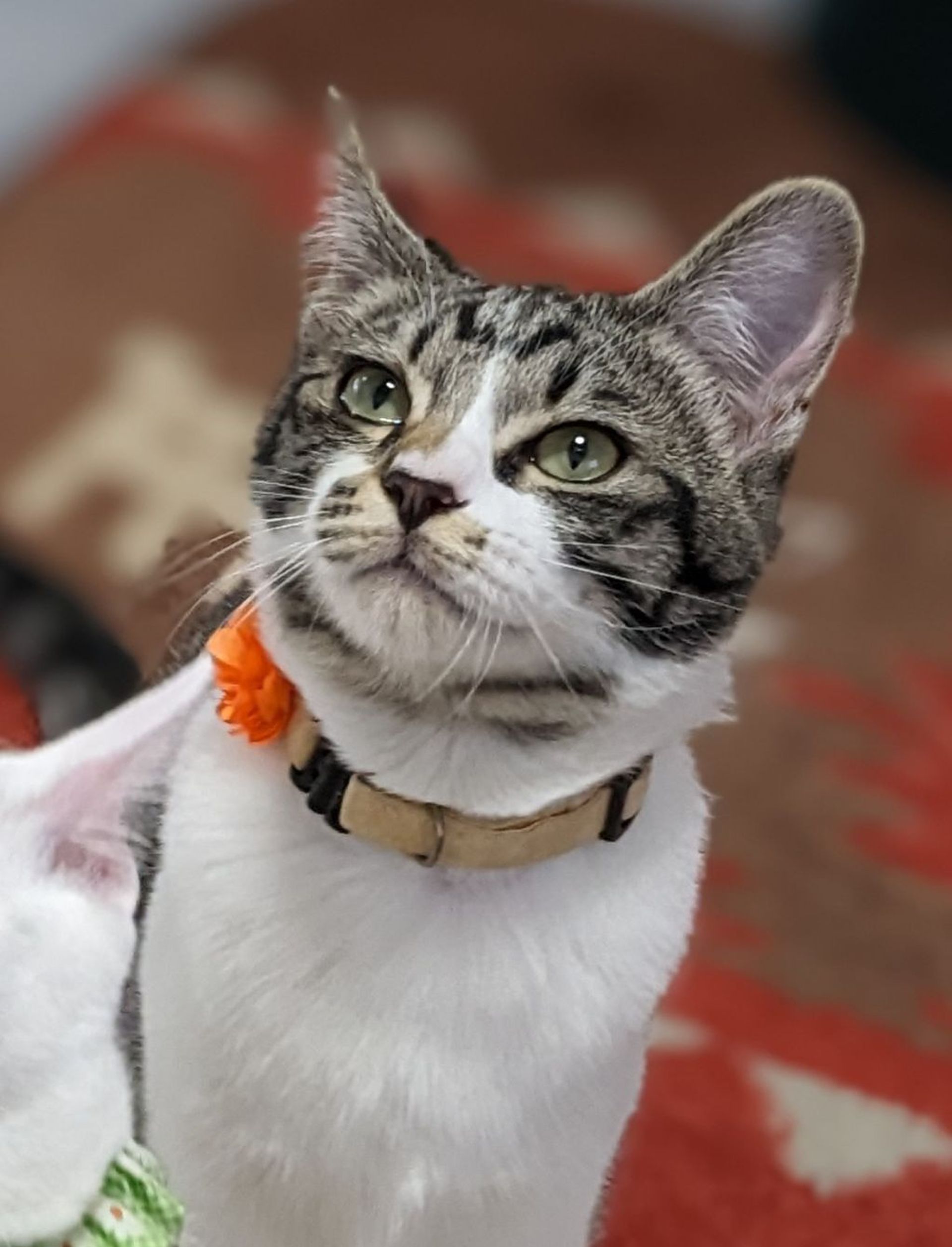 雑種（ミックス猫）・メスの里親募集の写真