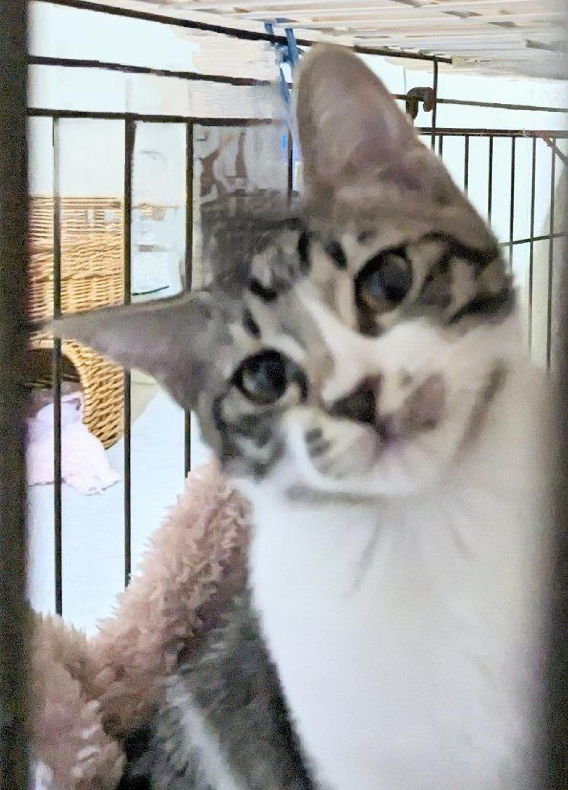 pet-image-2