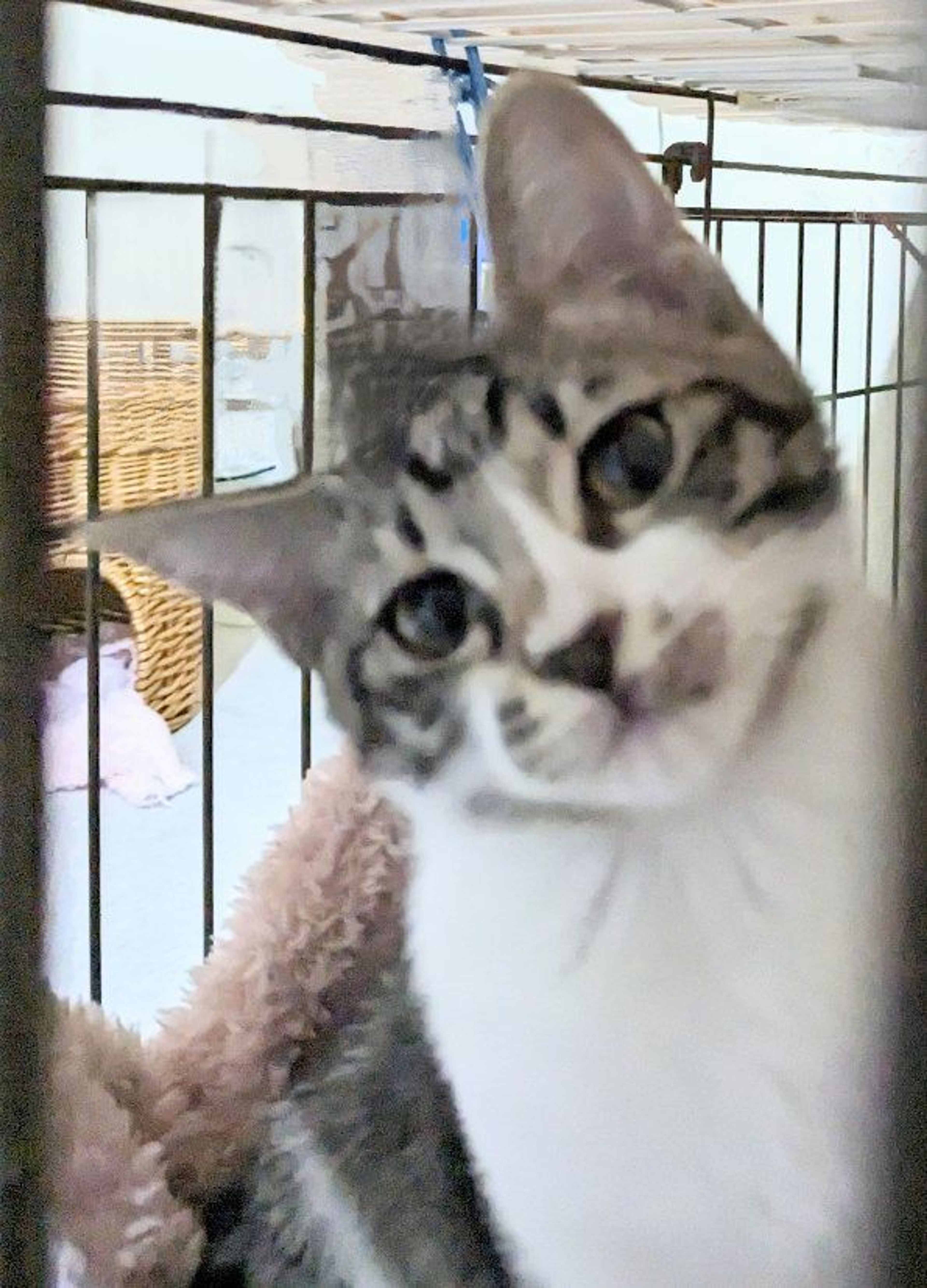 pet-image-2