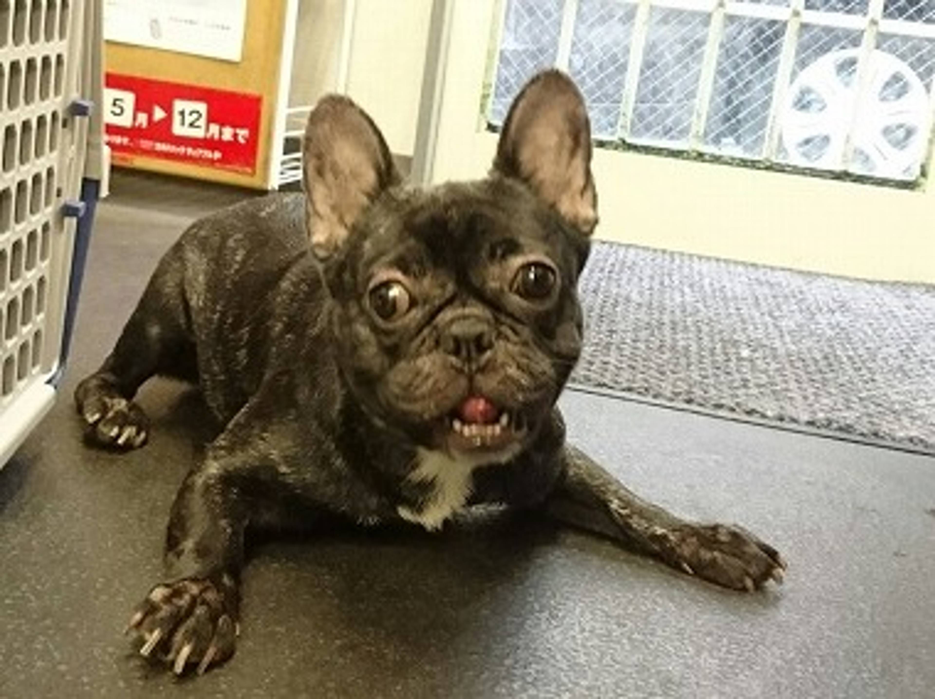 フレンチ・ブルドッグ・メスの里親募集の写真