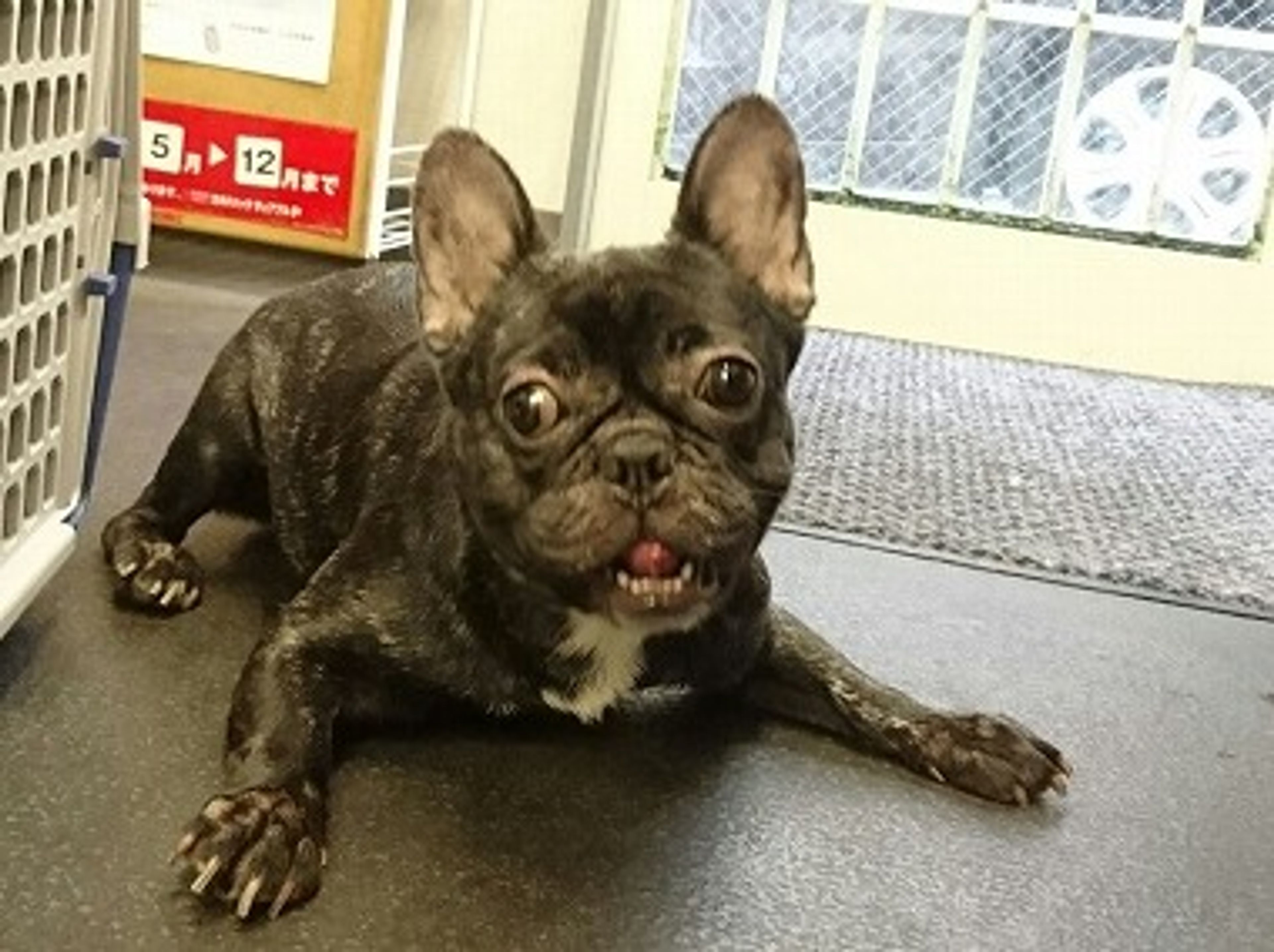 フレンチ・ブルドッグ・メスの里親募集の写真