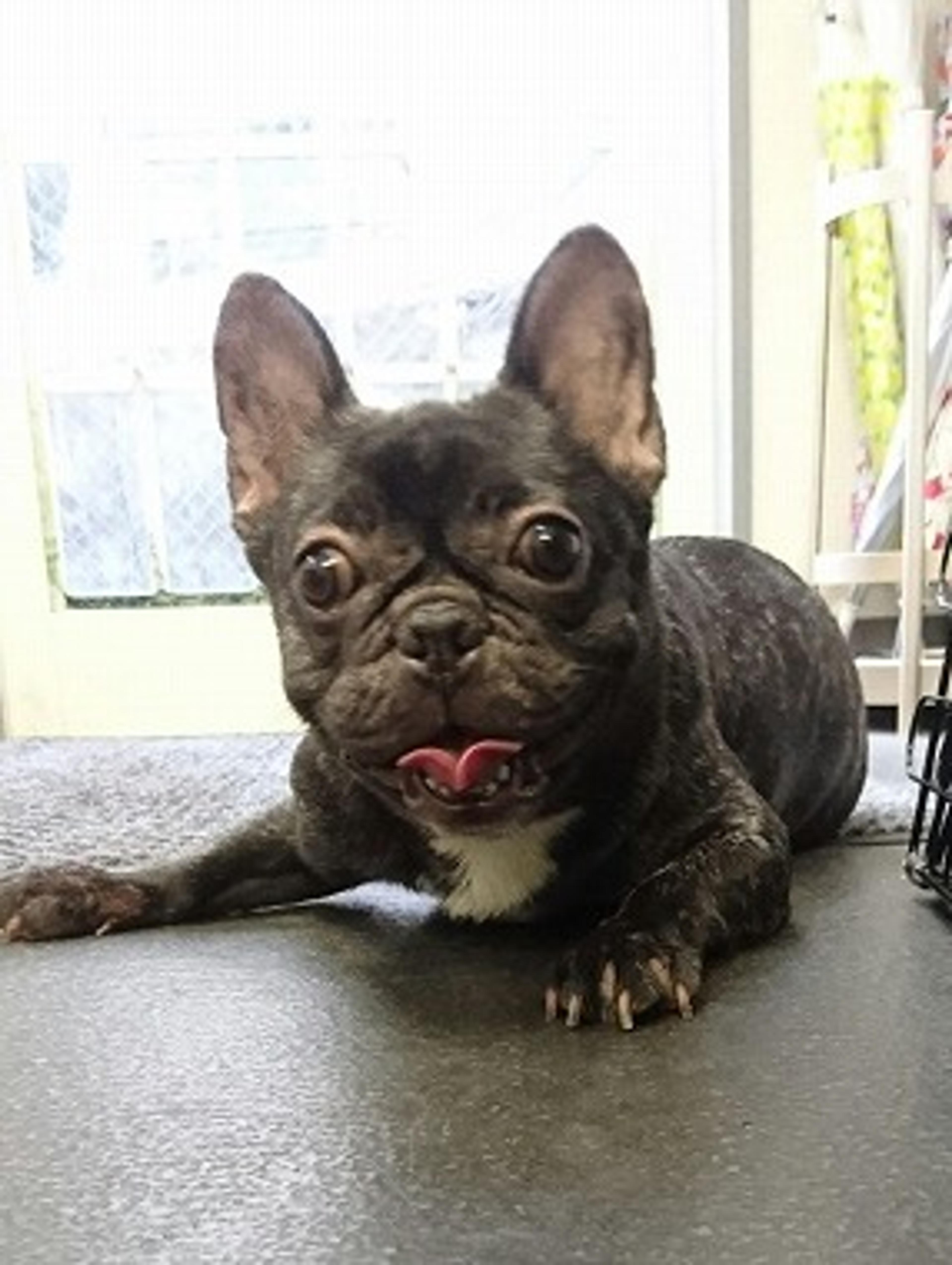 pet-image-2