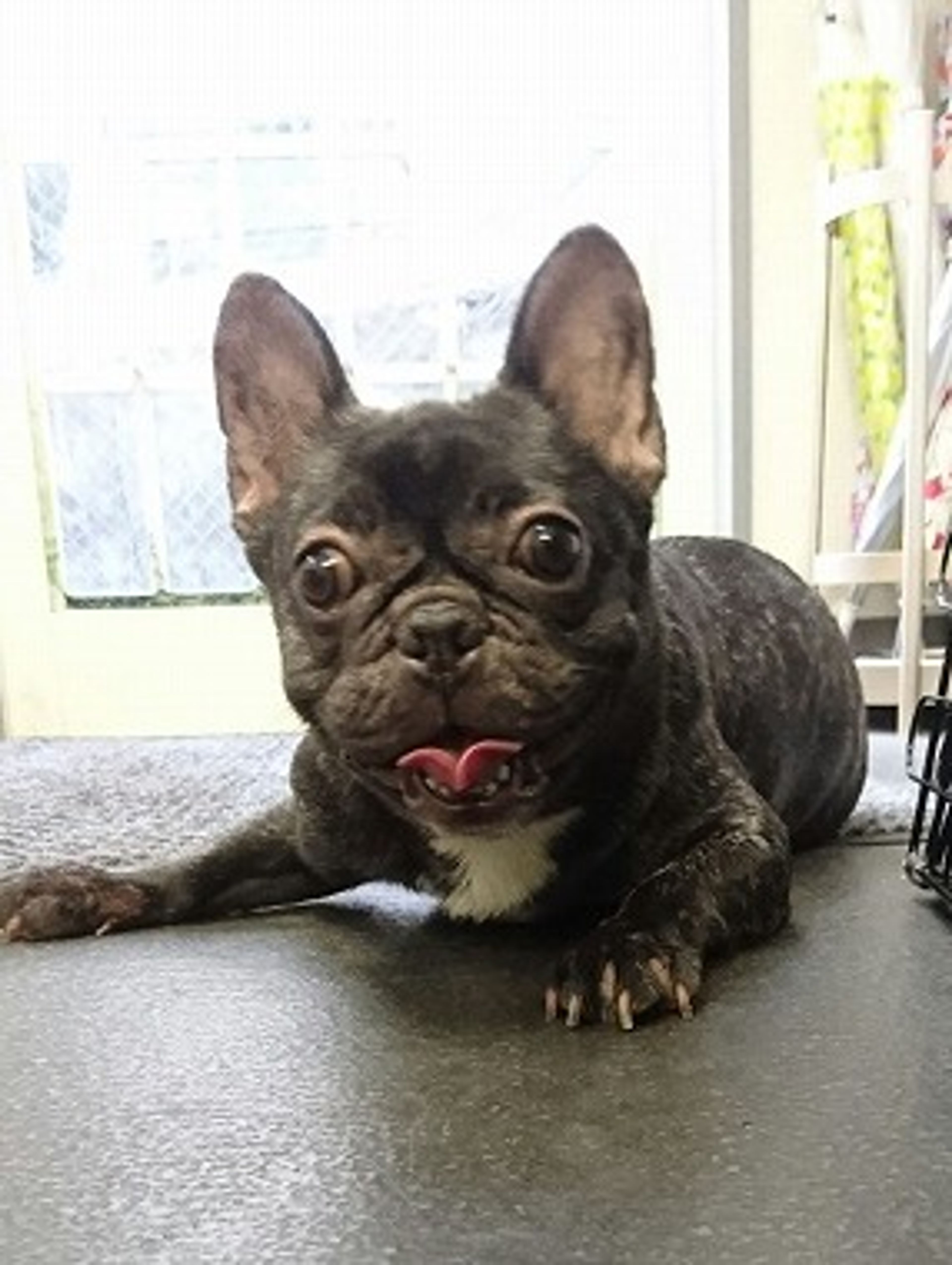 pet-image-2
