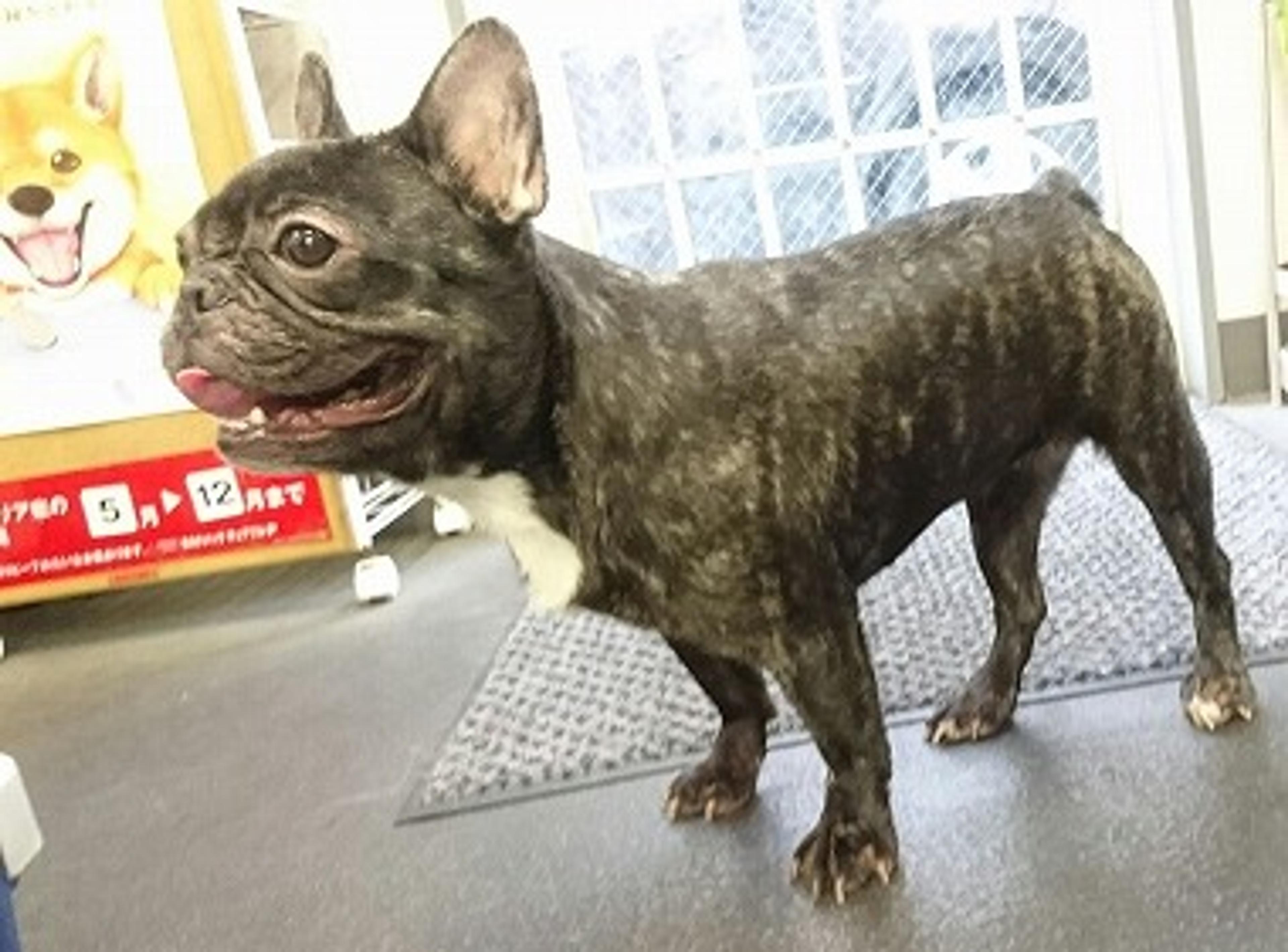 pet-image-3