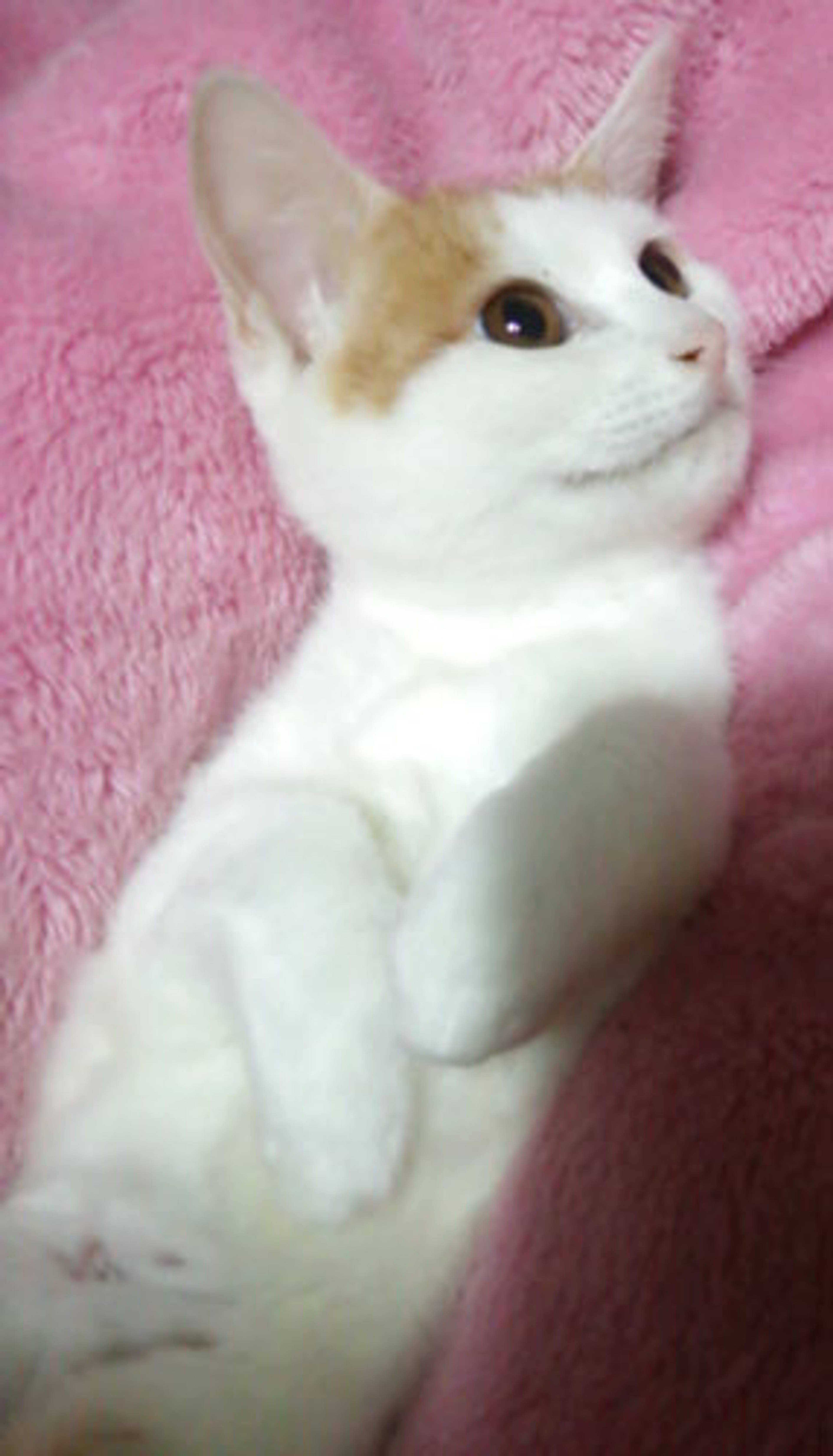 雑種（ミックス猫）・メスの里親募集の写真