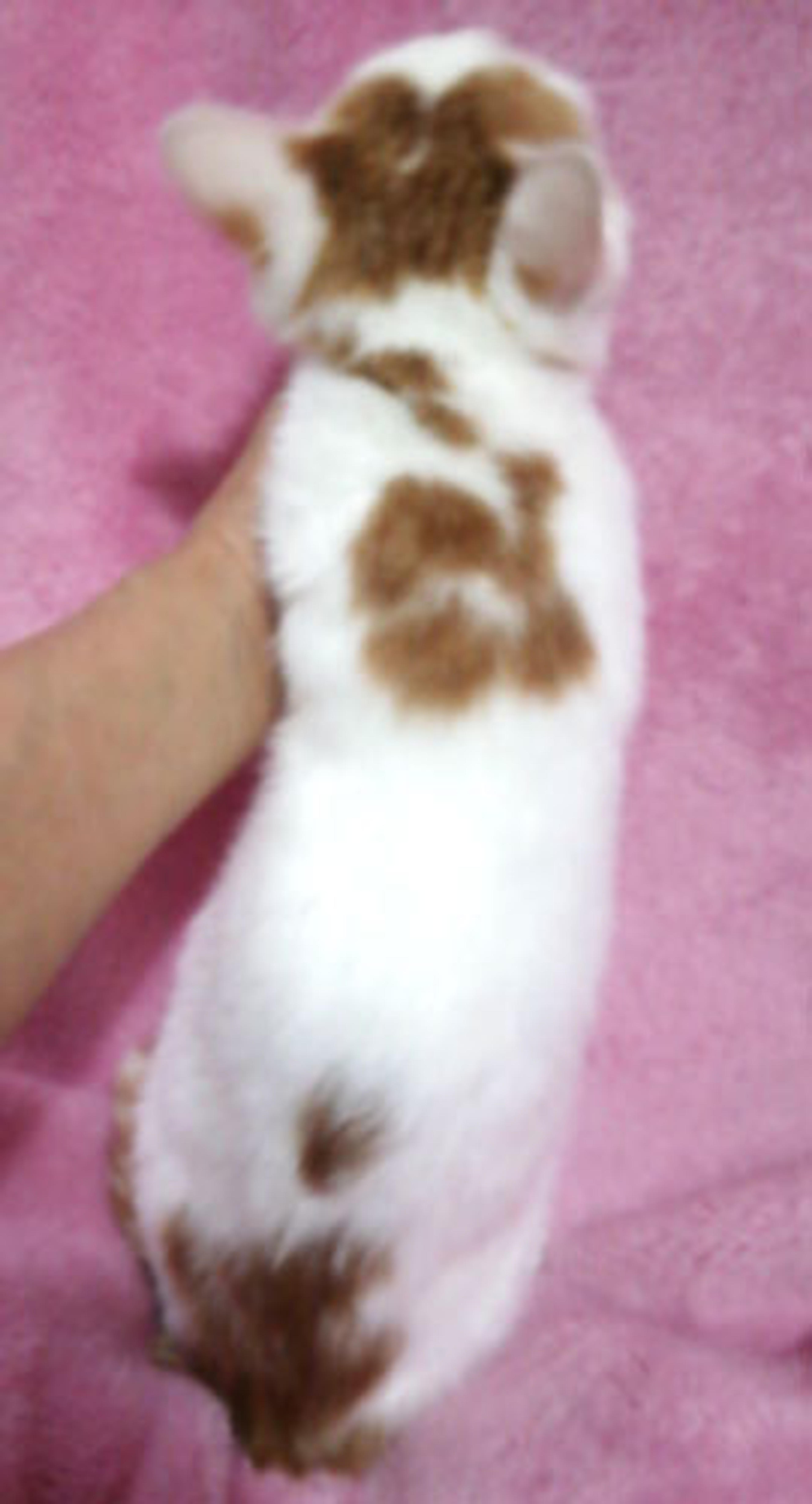 pet-image-2