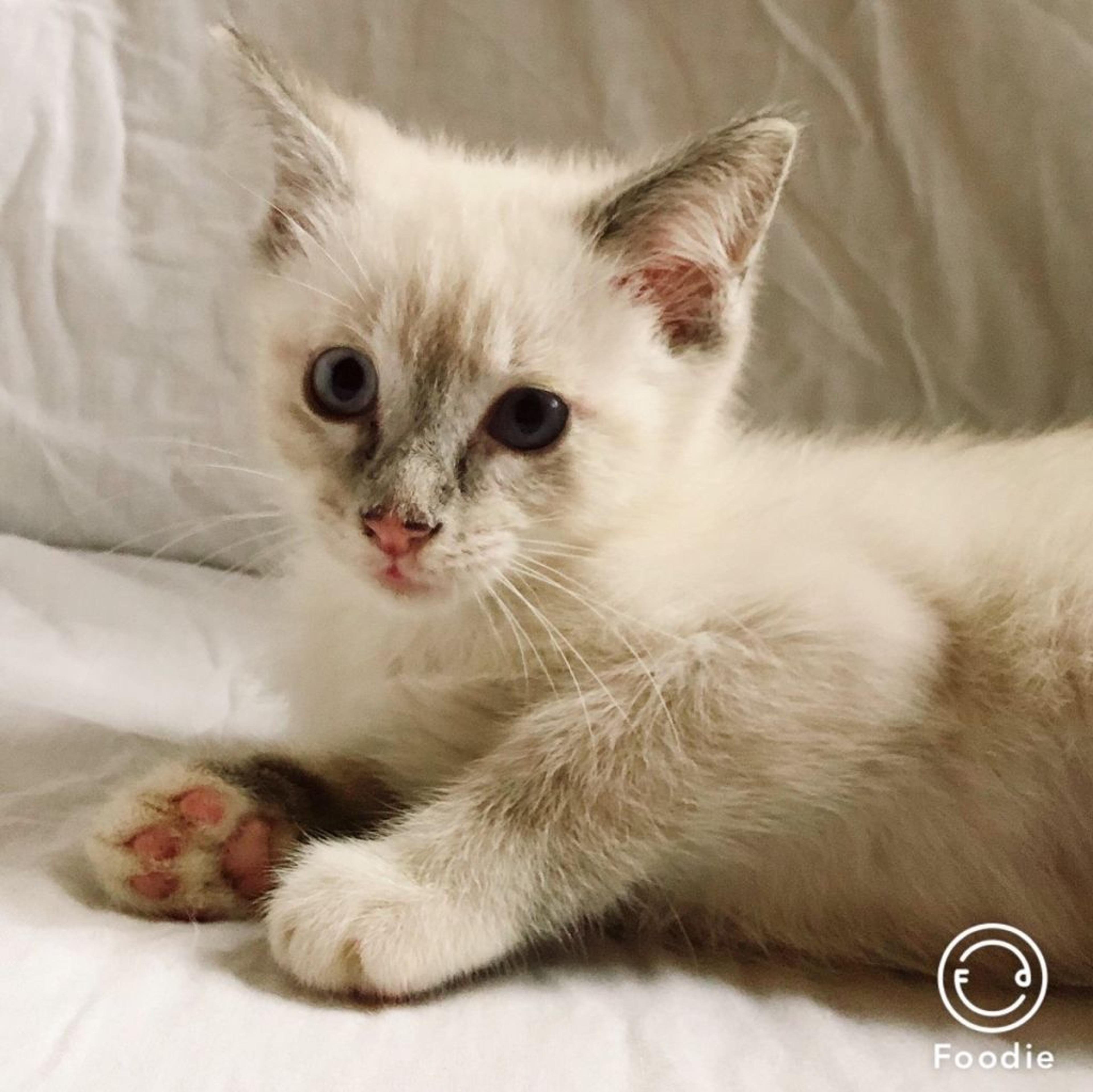 pet-image-2