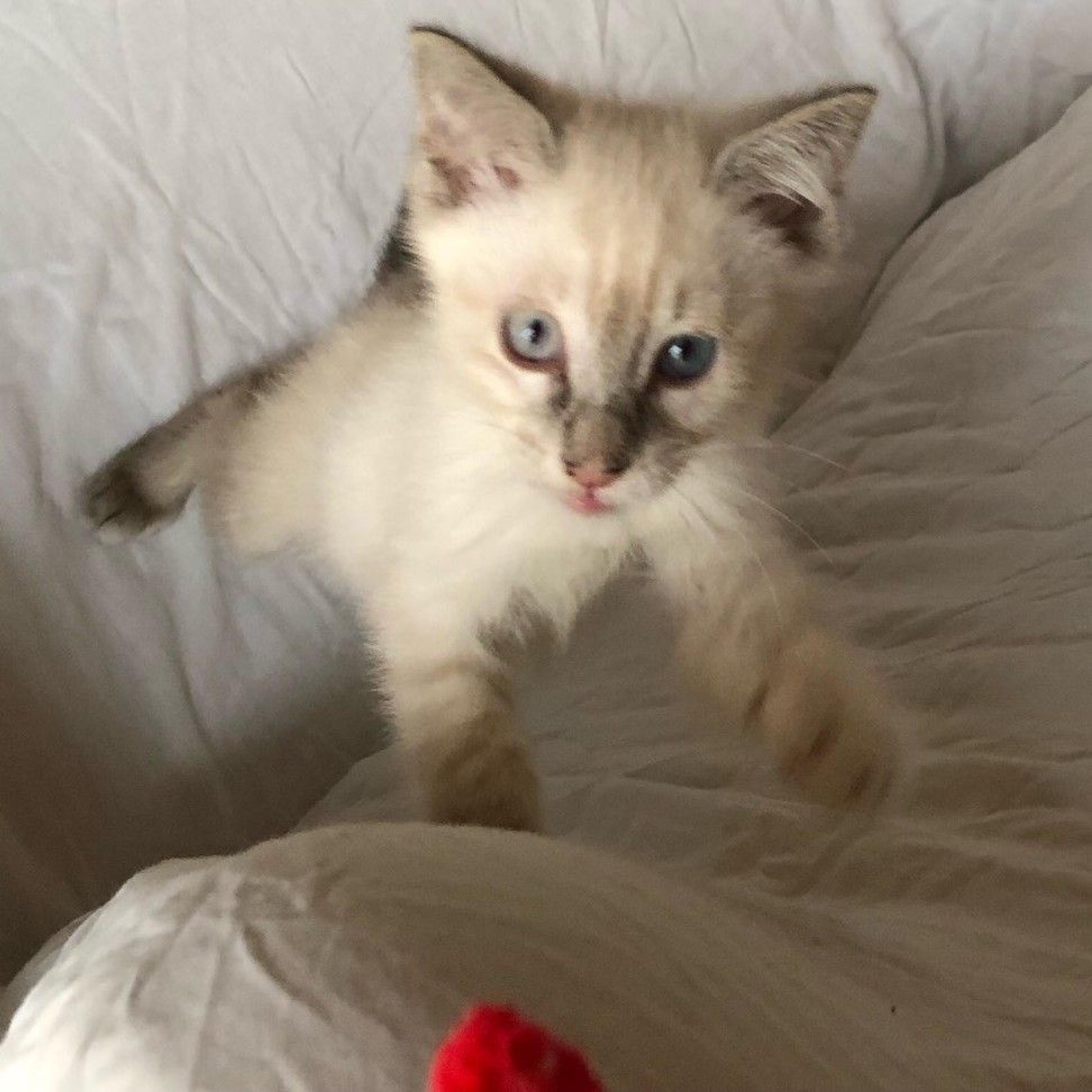 pet-image-3