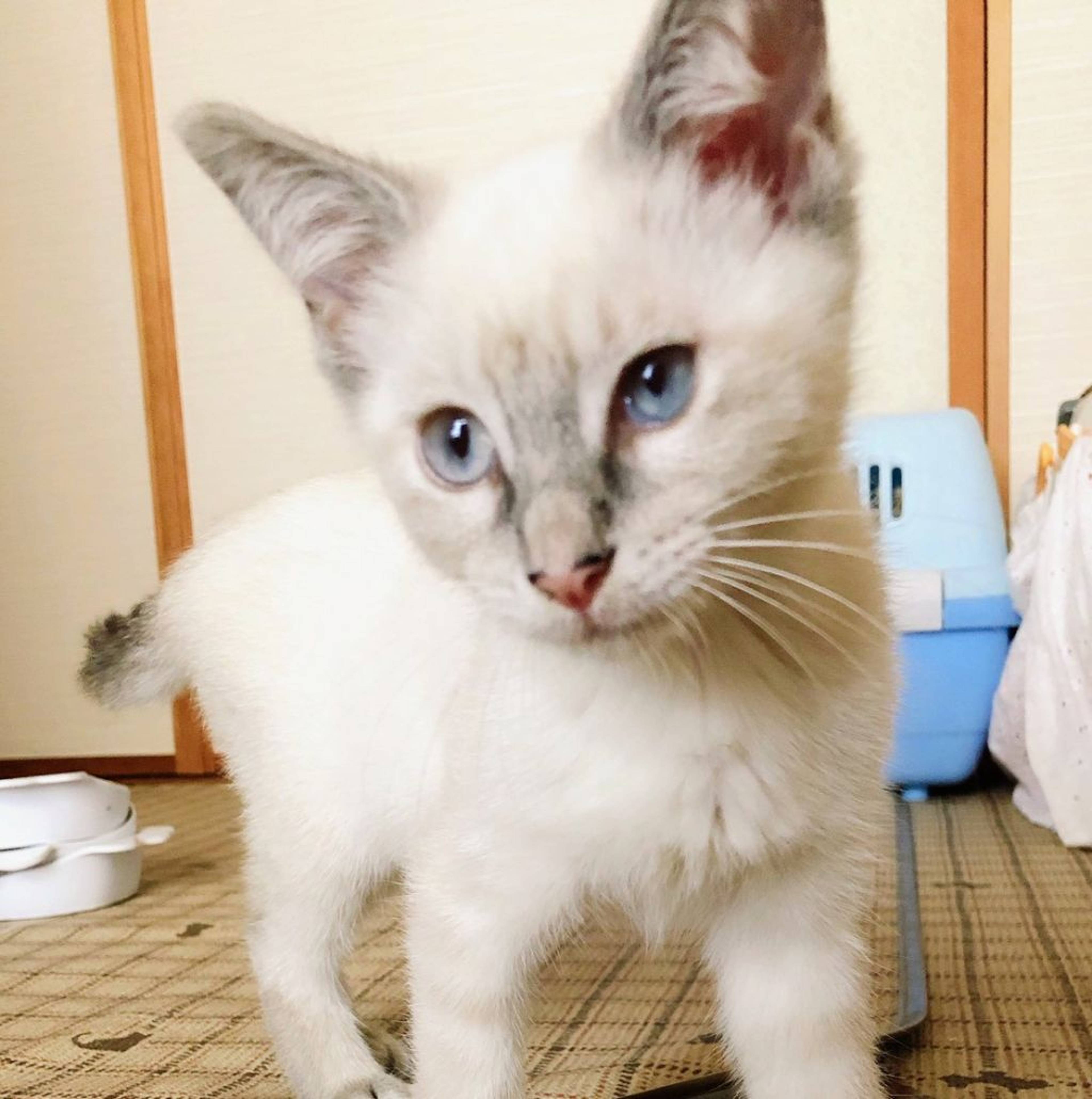 雑種（ミックス猫）・メスの里親募集の写真