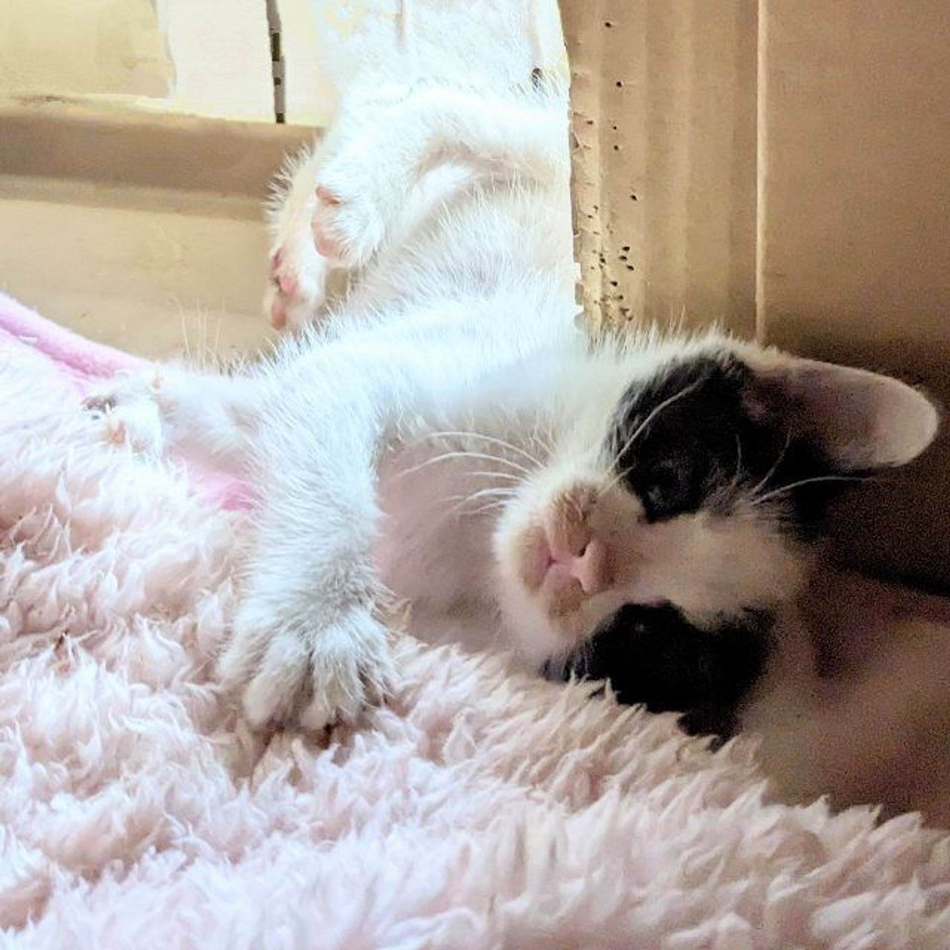 雑種（ミックス猫）・オスの里親募集の写真