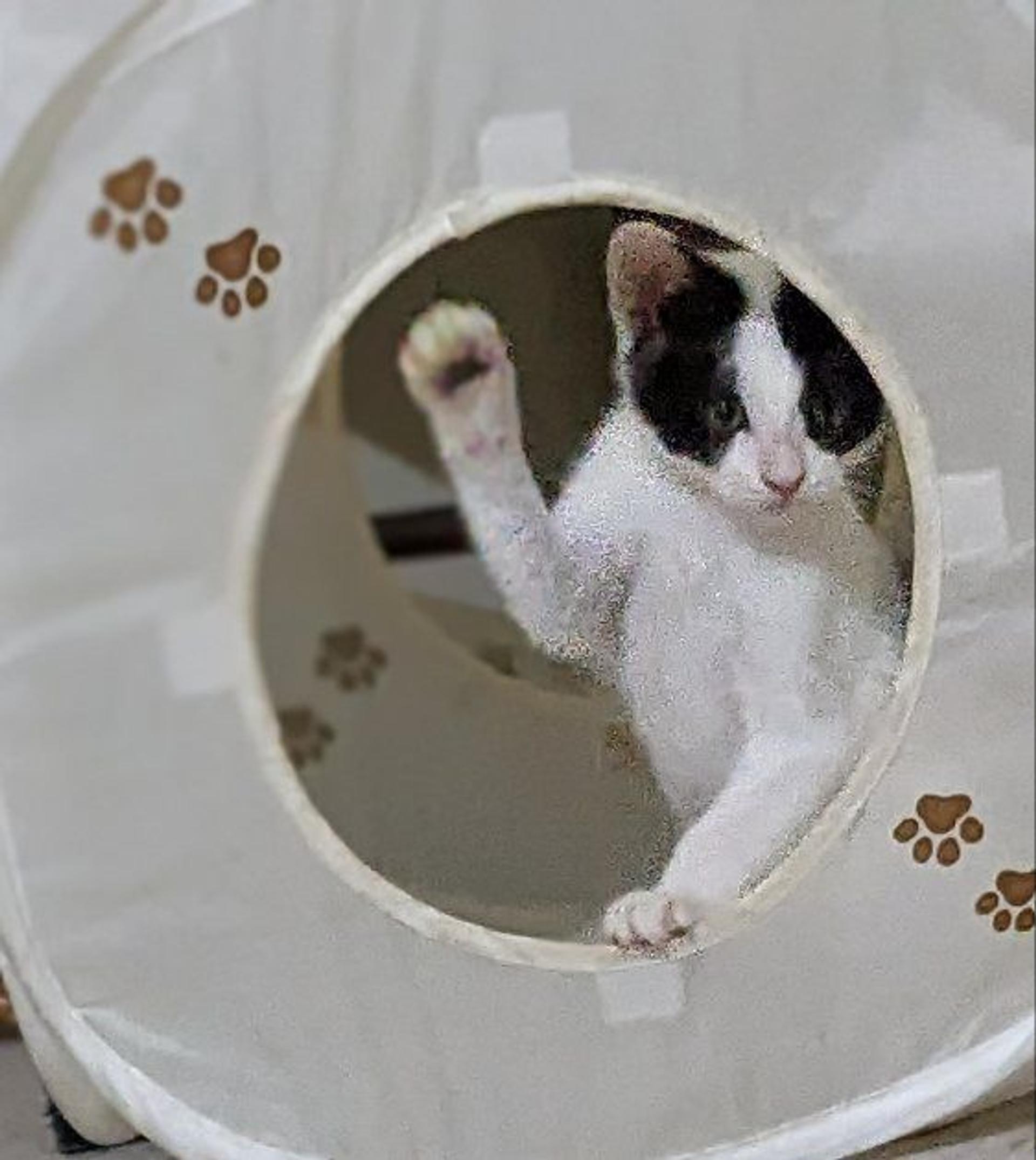 pet-image-2
