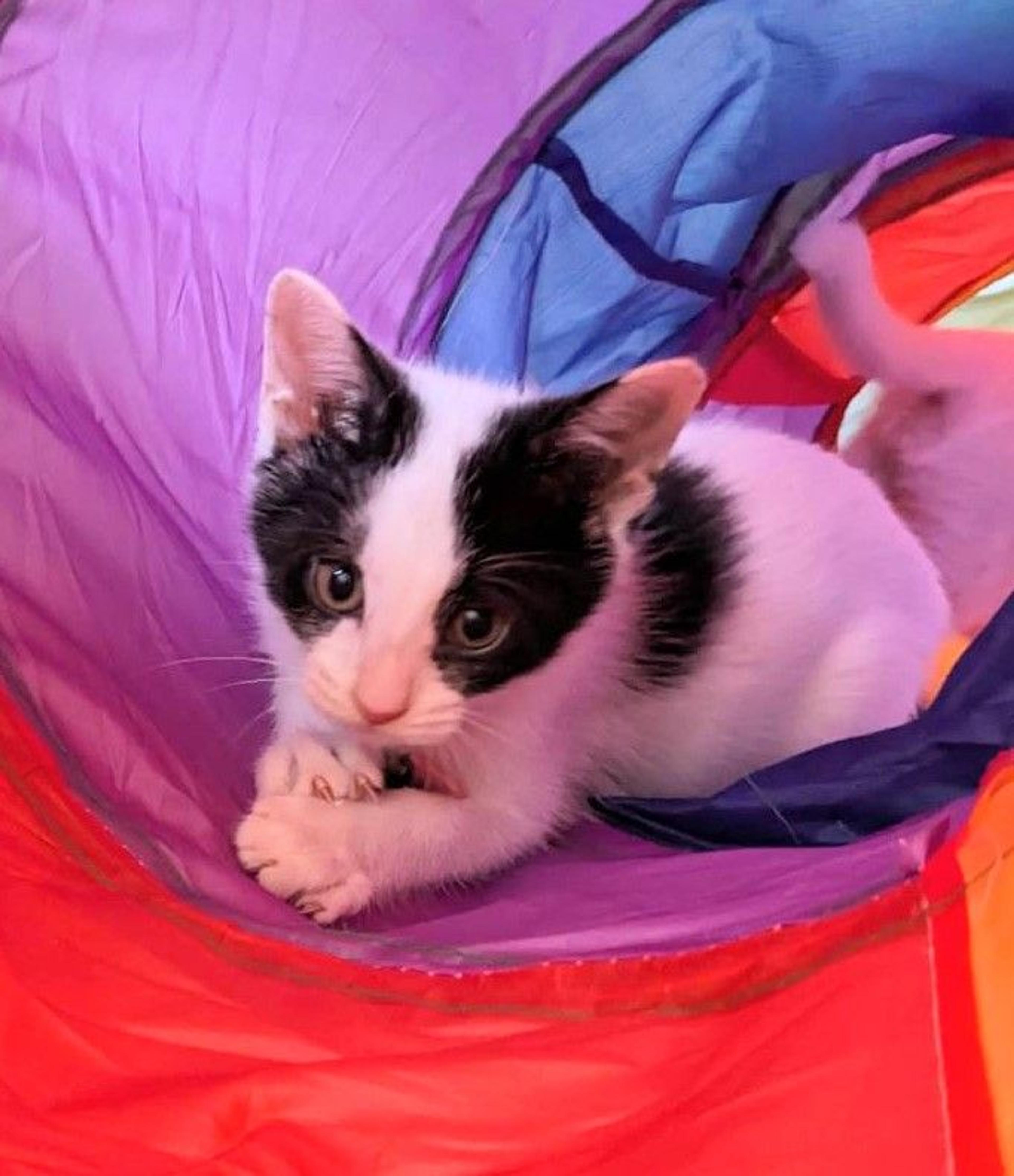 pet-image-3