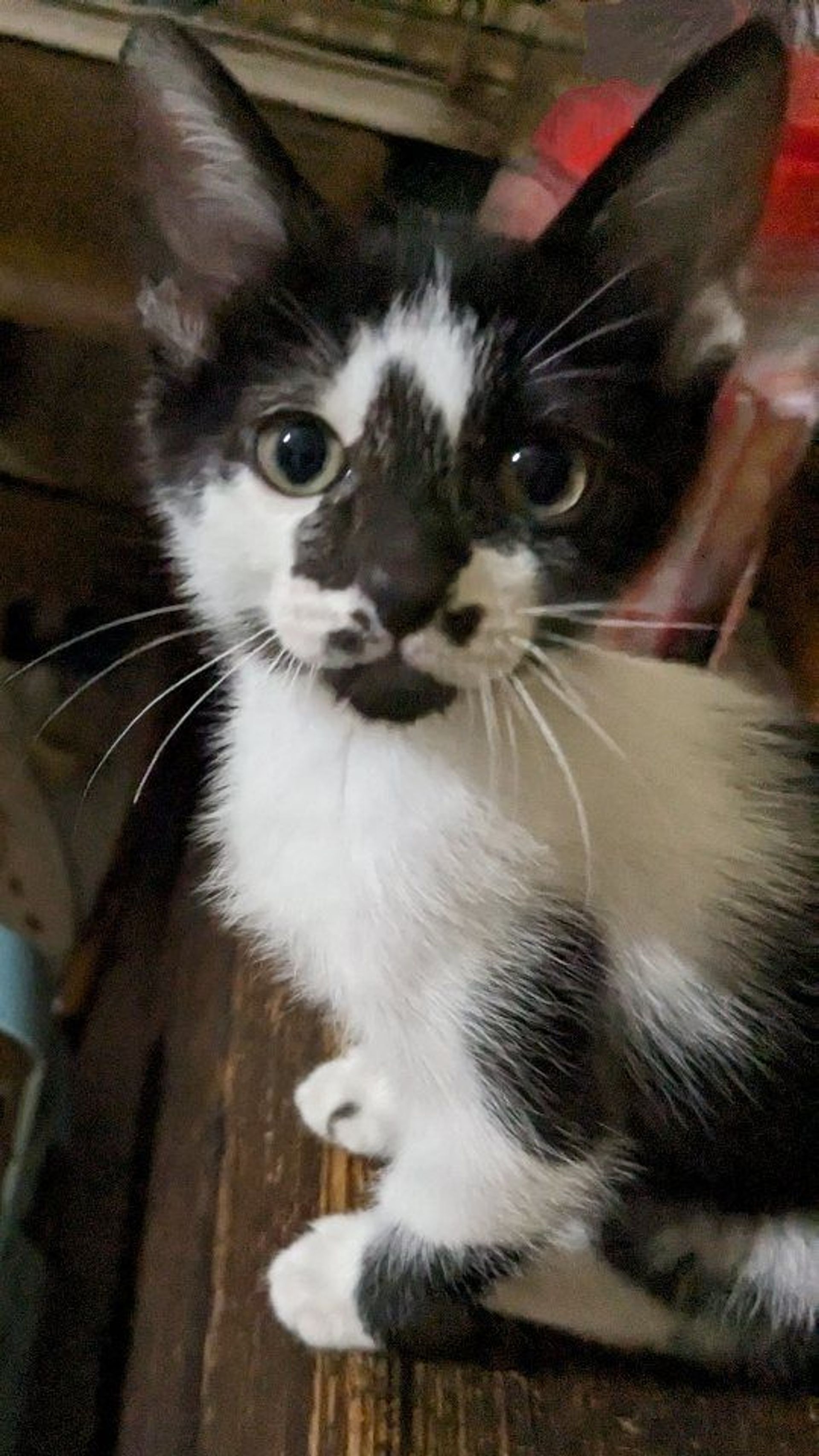 雑種（ミックス猫）・メスの里親募集の写真
