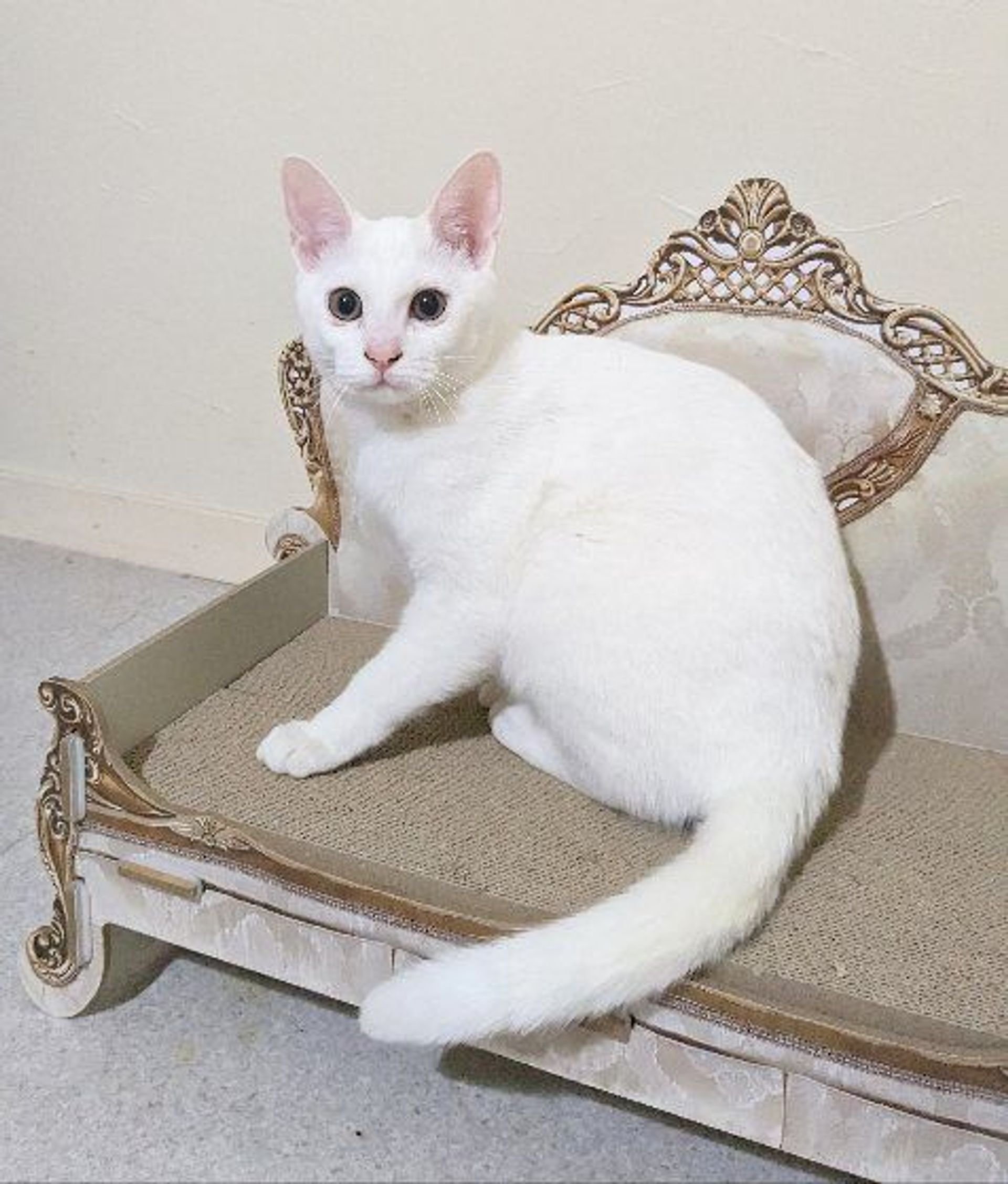雑種（ミックス猫）・メスの里親募集の写真