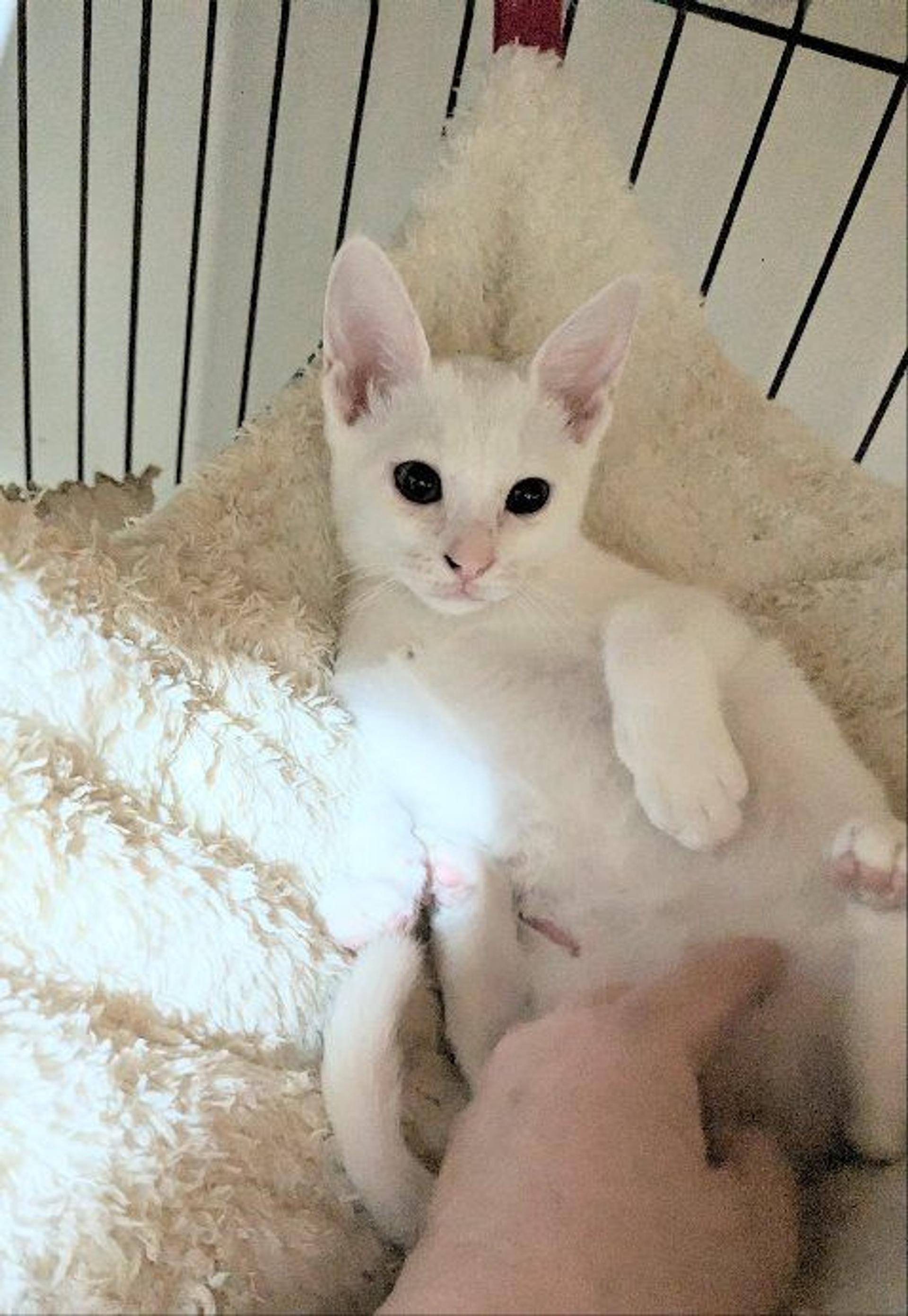 pet-image-3