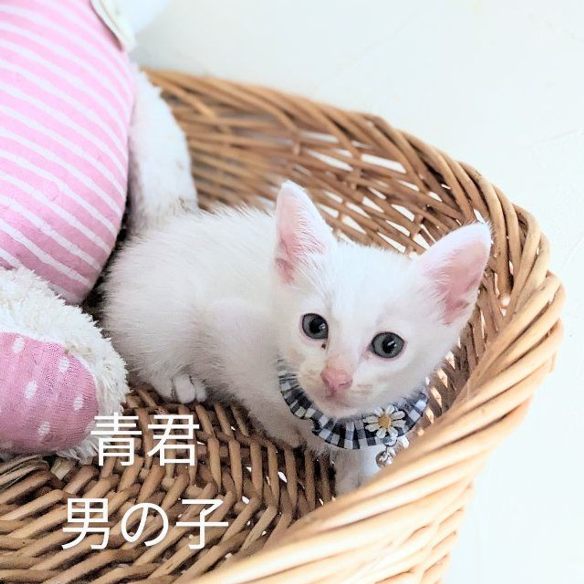 雑種（ミックス猫）・オスの里親募集の写真