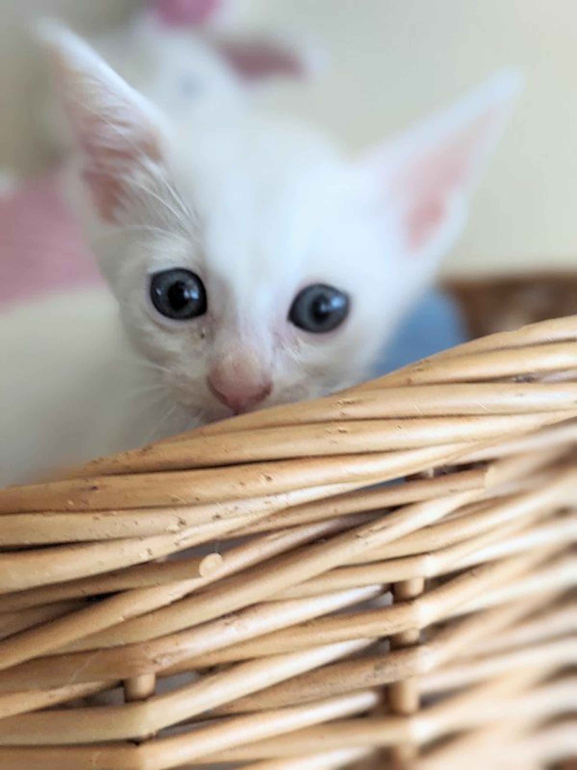 pet-image-2