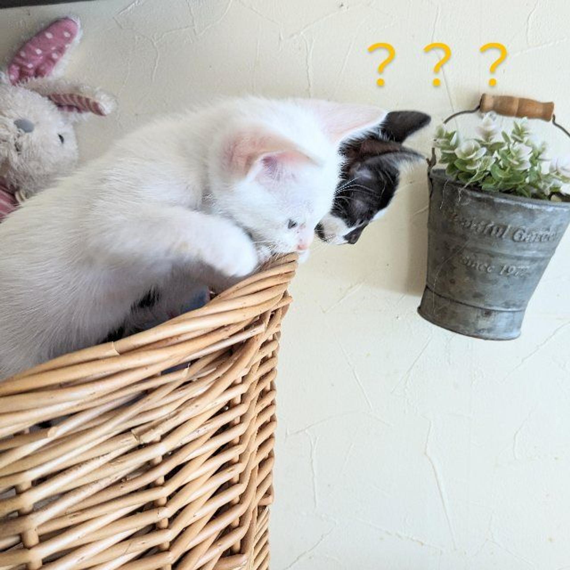 pet-image-5