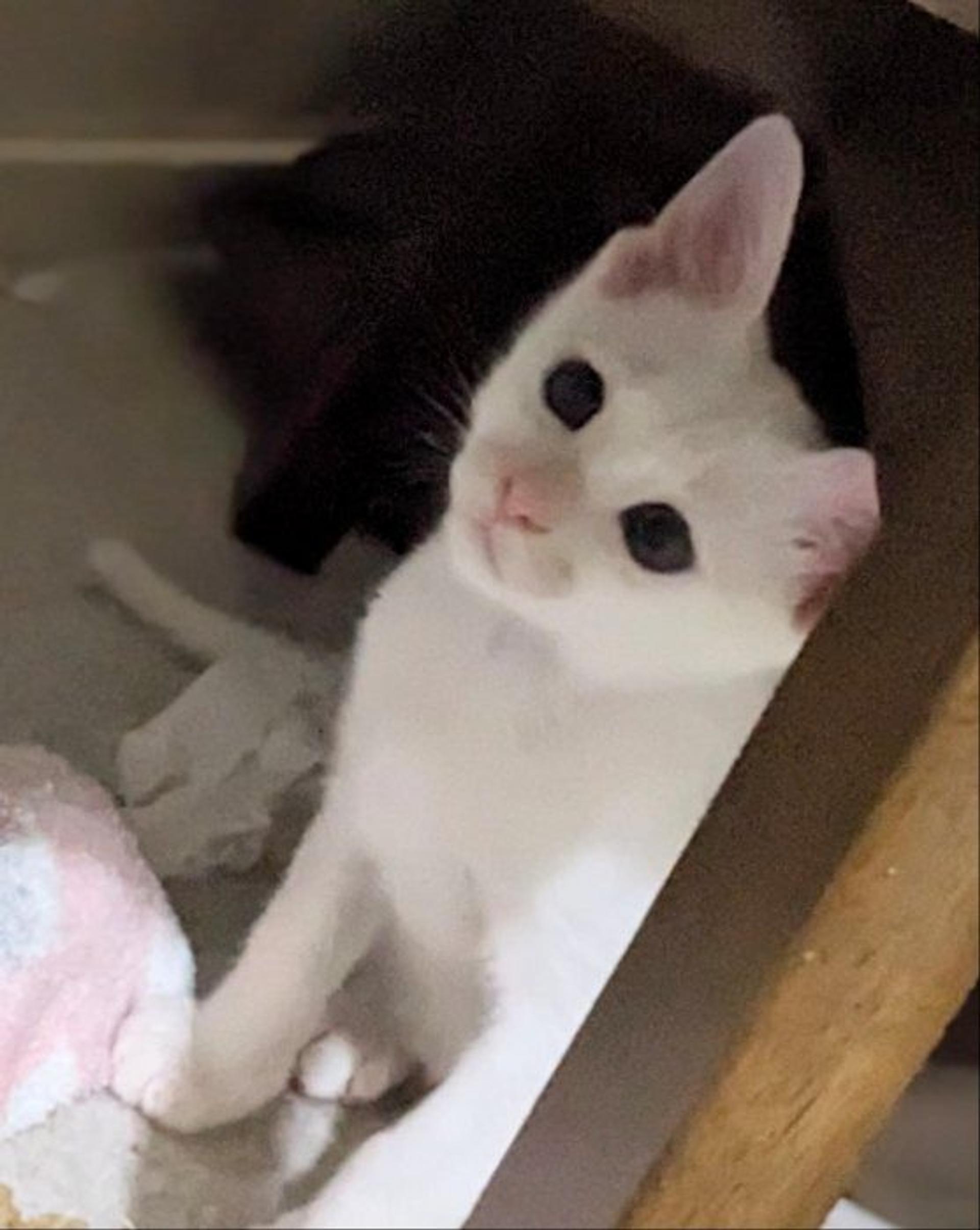 pet-image-3