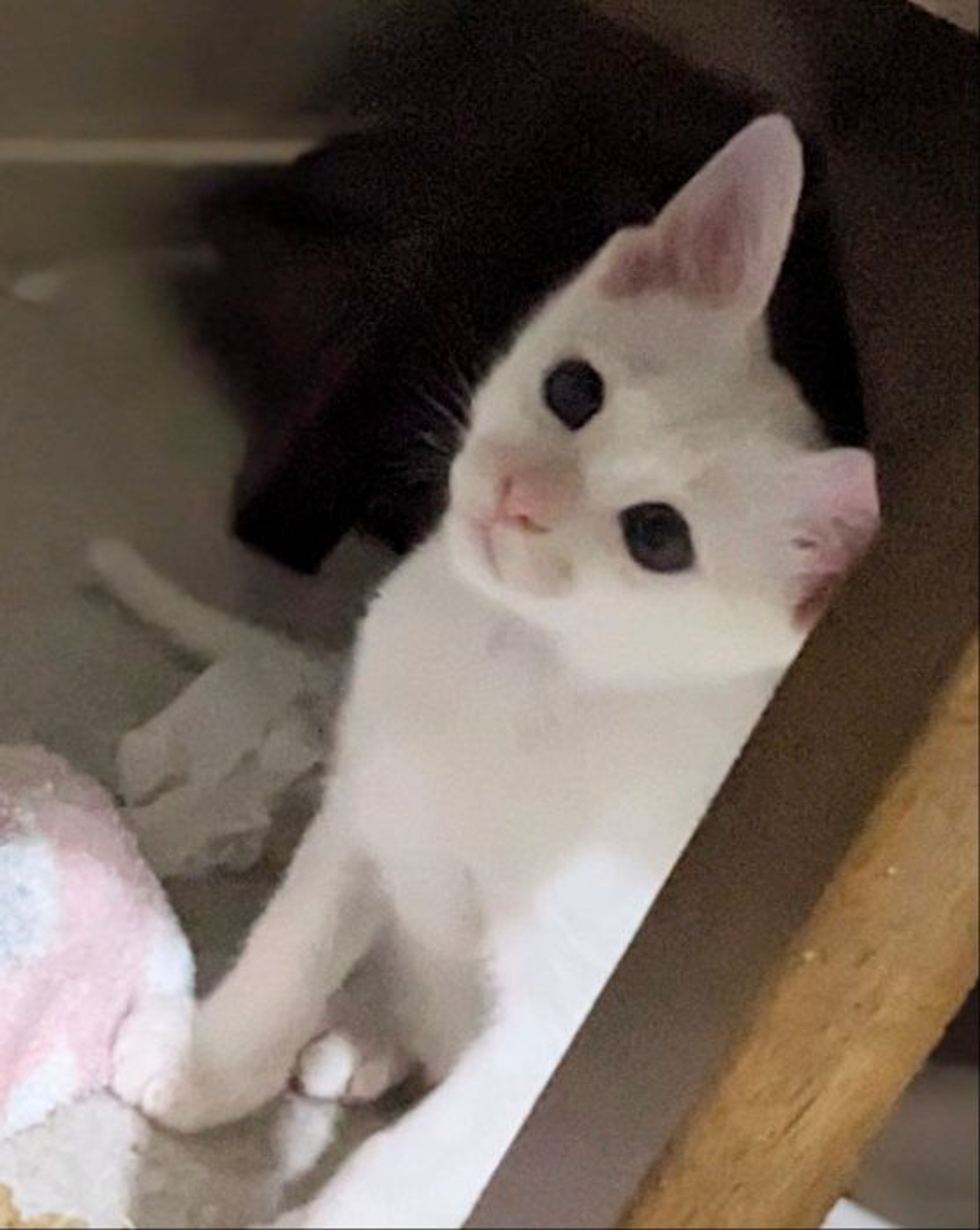 pet-image-3