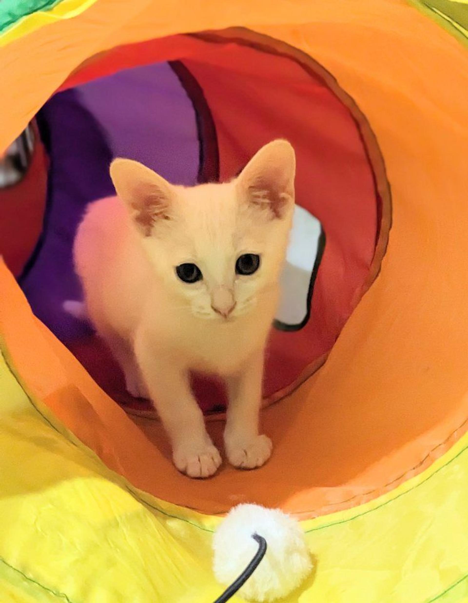 pet-image-4