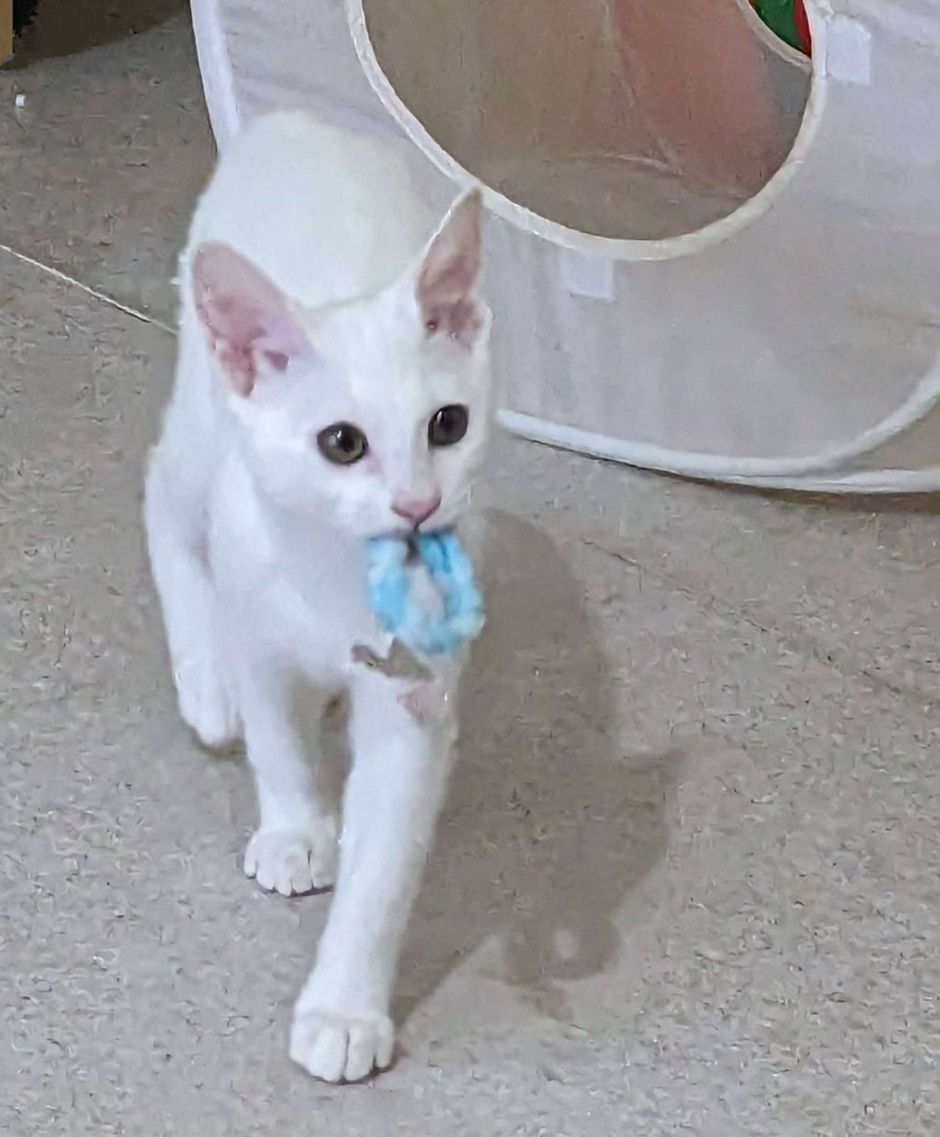 雑種（ミックス猫）・オスの里親募集の写真