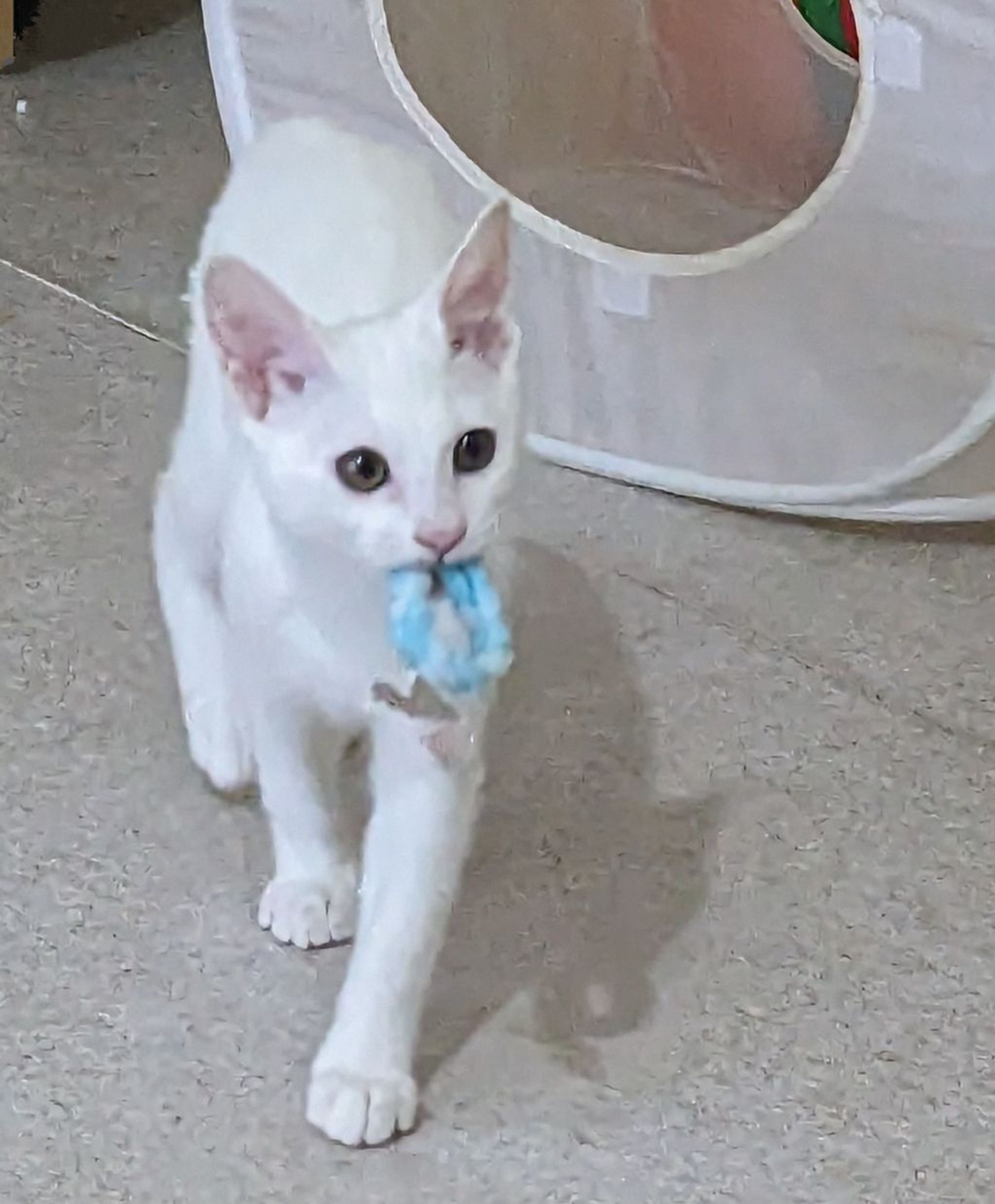 雑種（ミックス猫）・オスの里親募集の写真