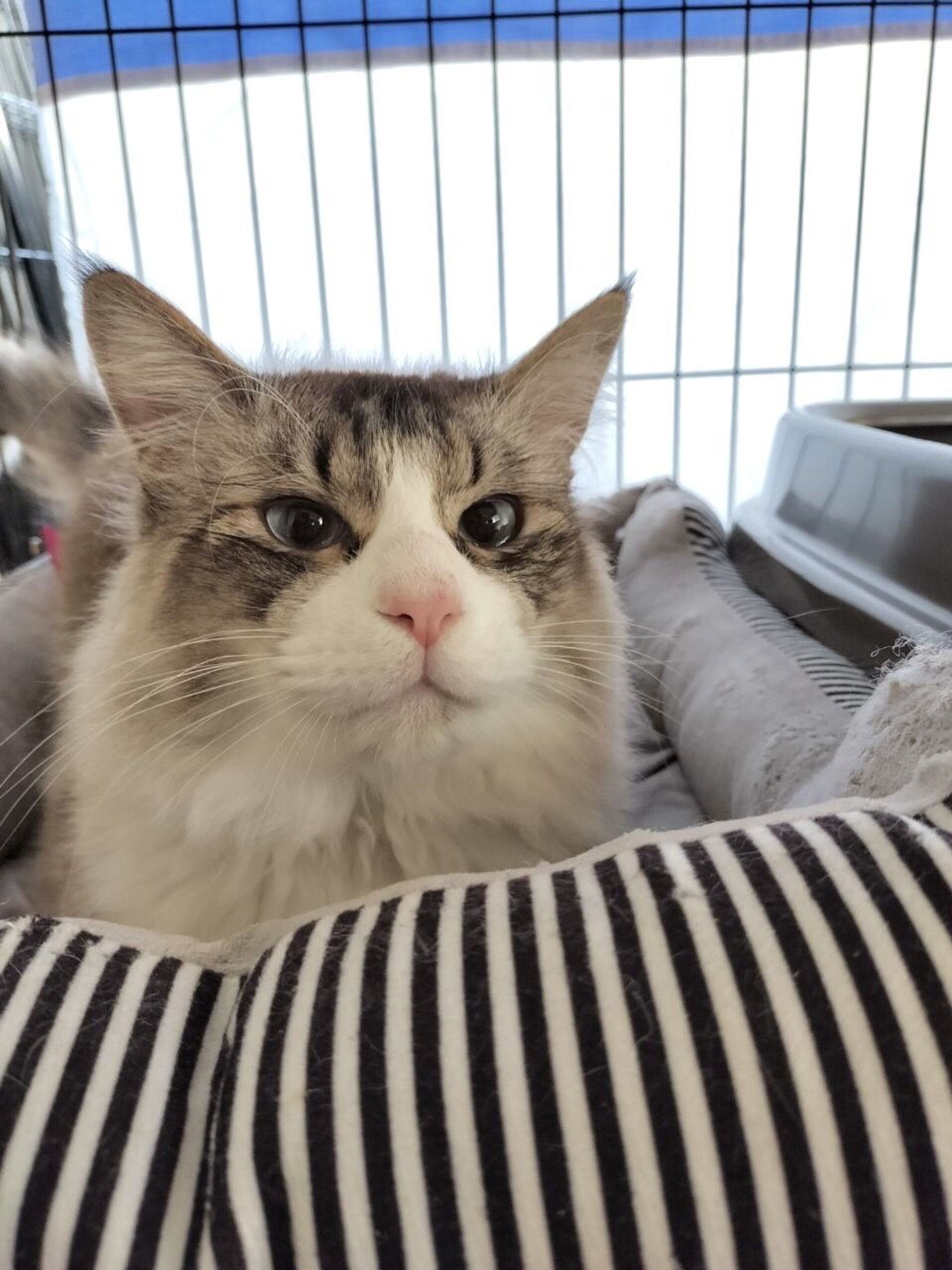 雑種（ミックス猫）・オスの里親募集の写真