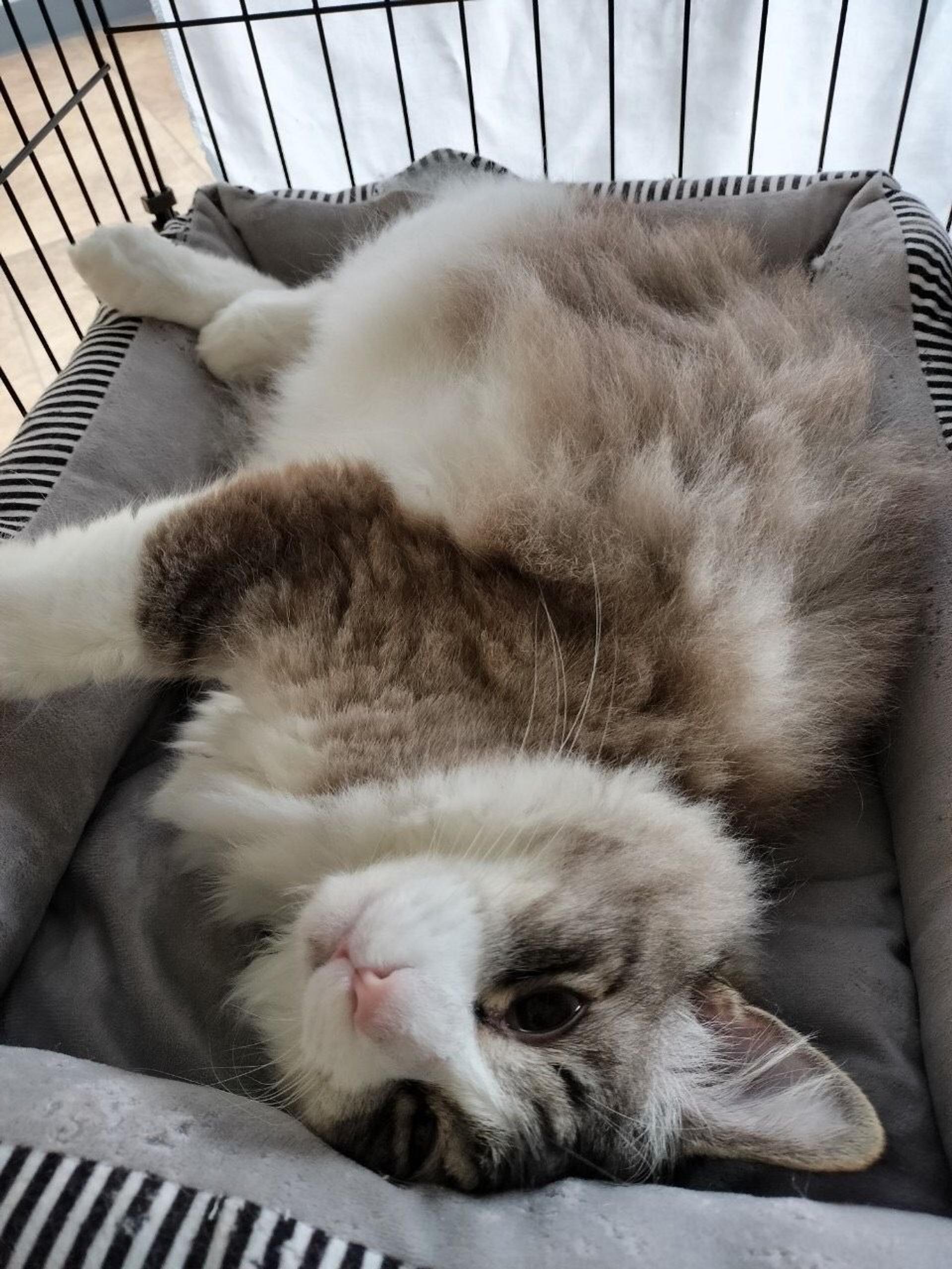 pet-image-4