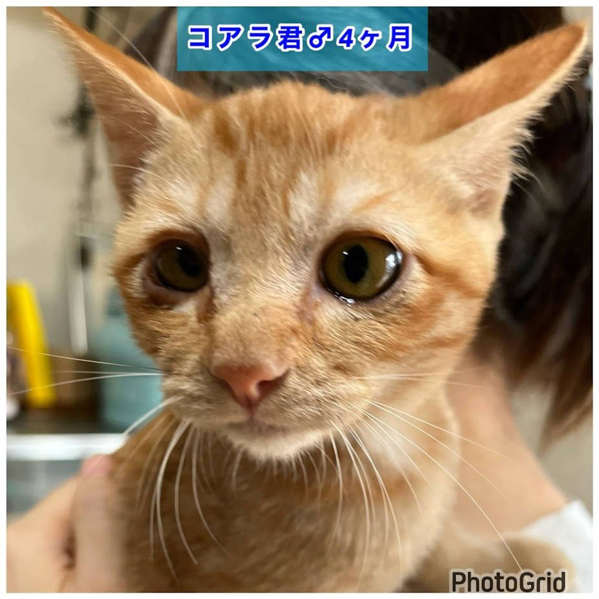 雑種（ミックス猫）・オスの里親募集の写真