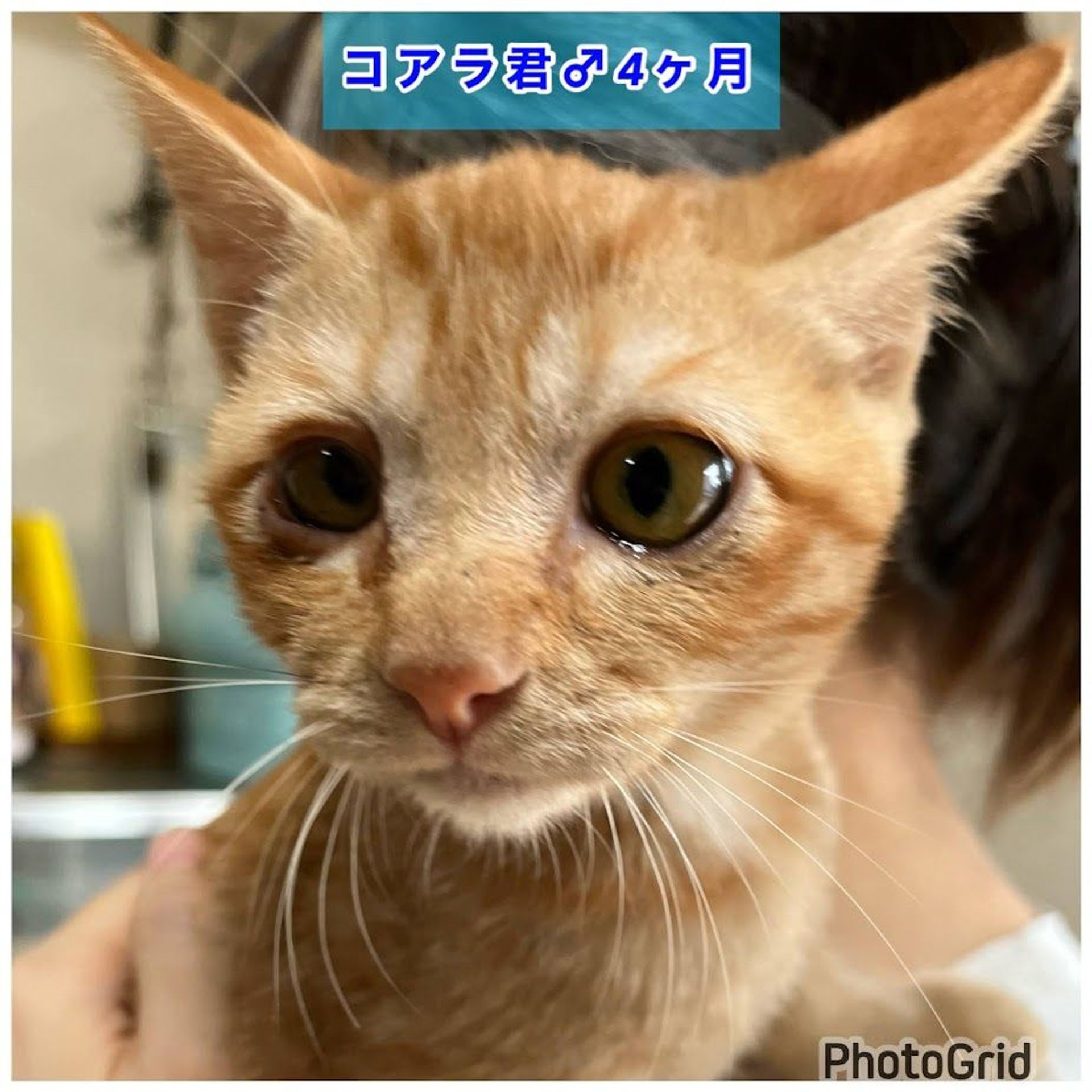 雑種（ミックス猫）・オスの里親募集の写真