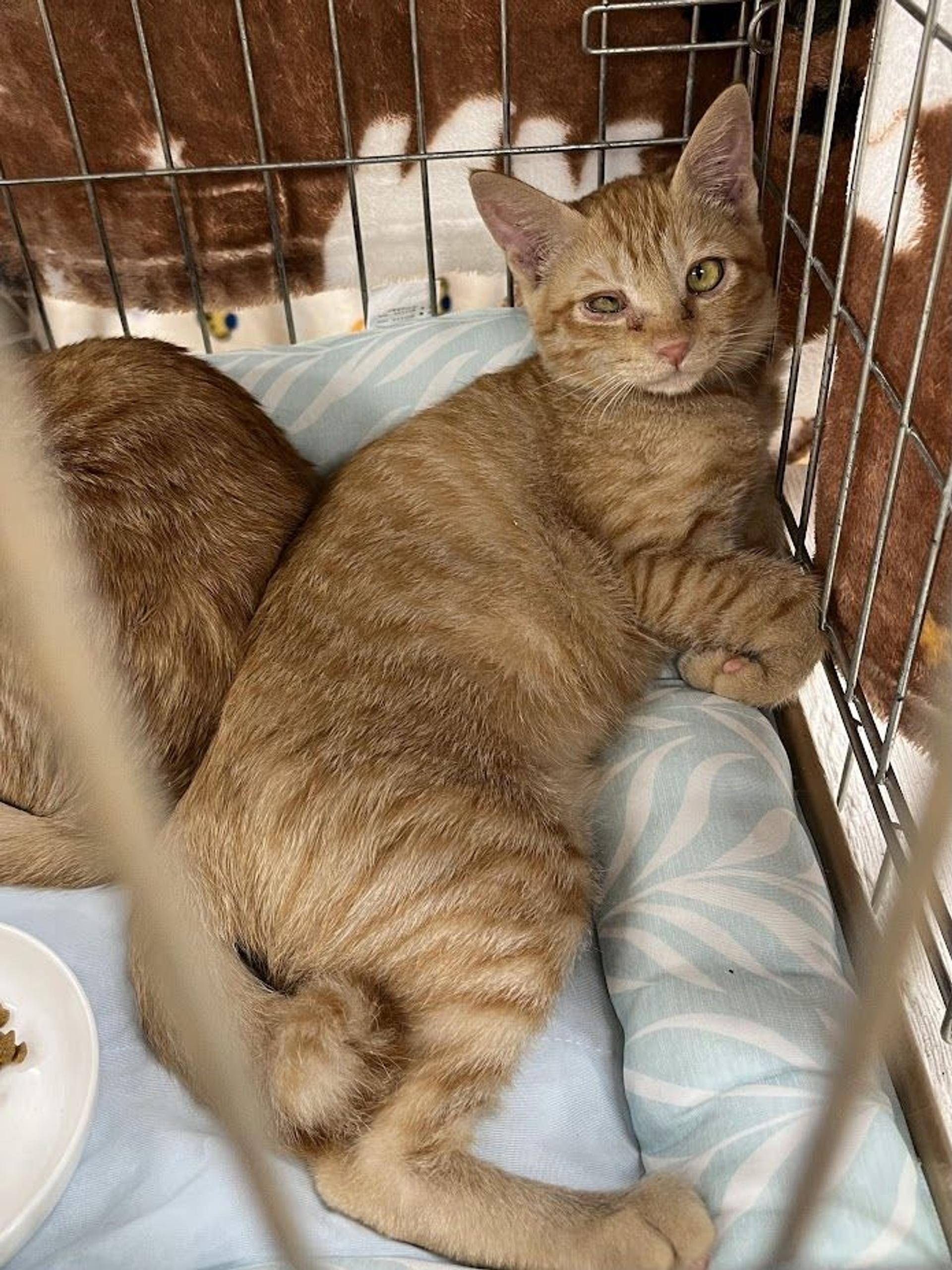 pet-image-2