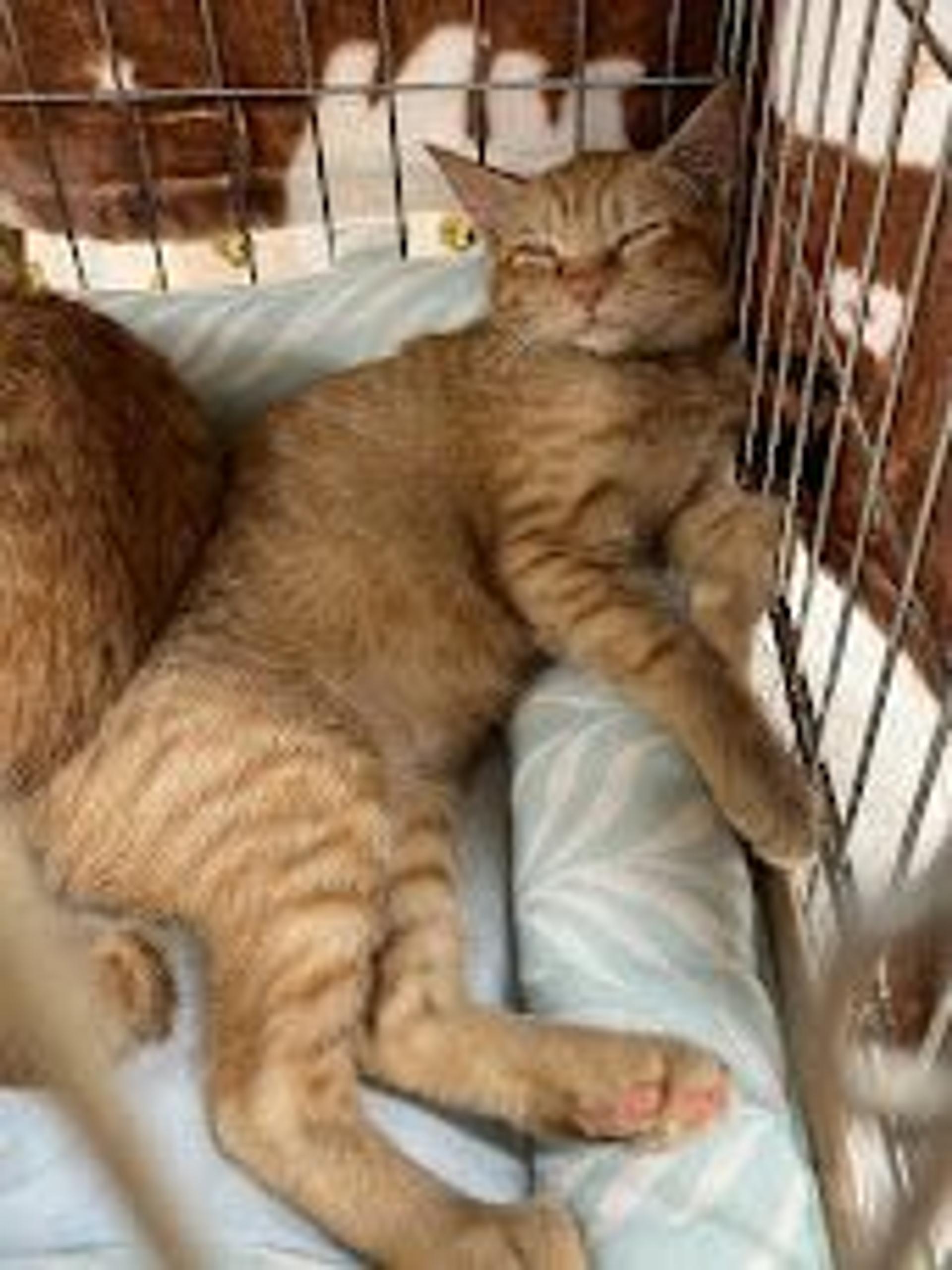 pet-image-3
