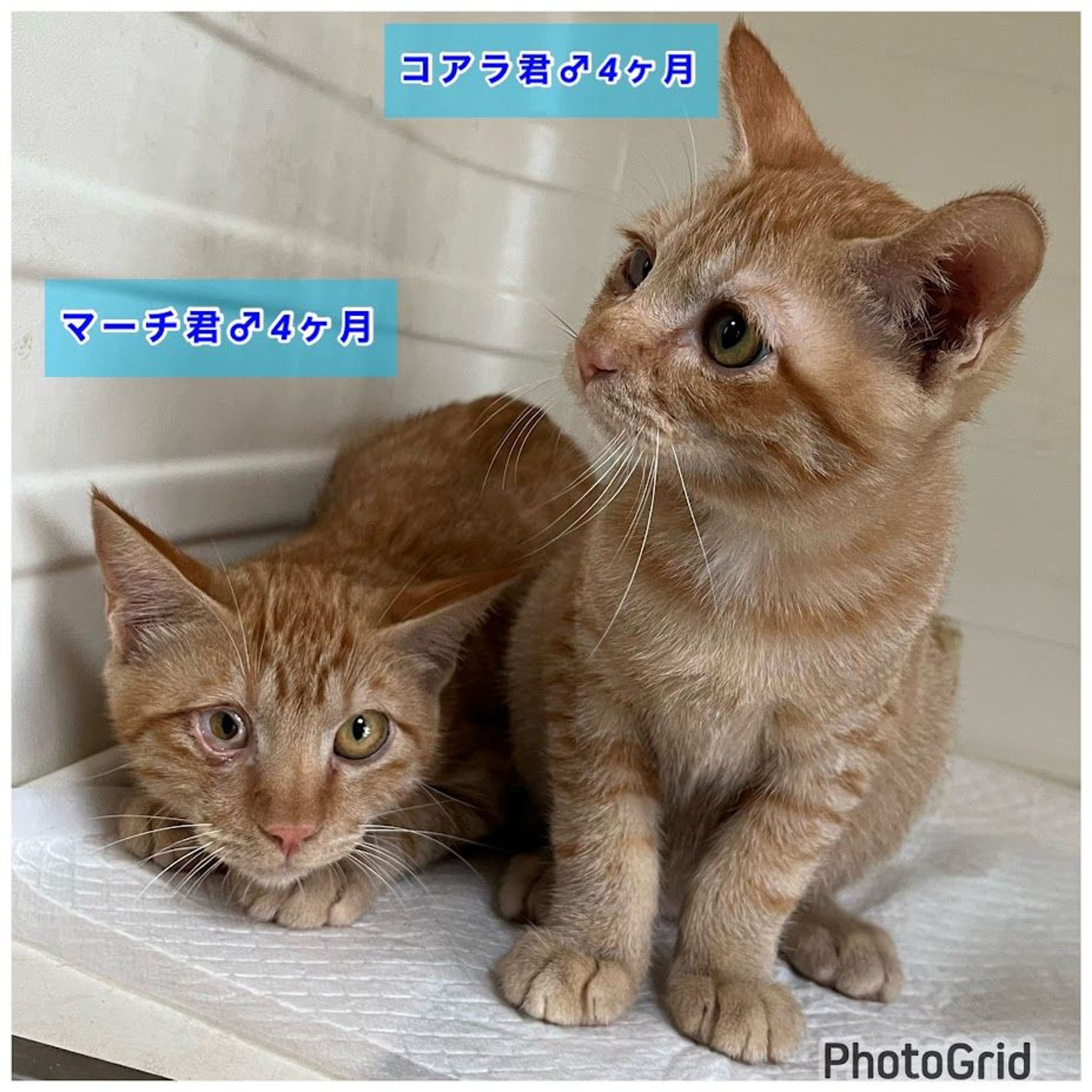 pet-image-4