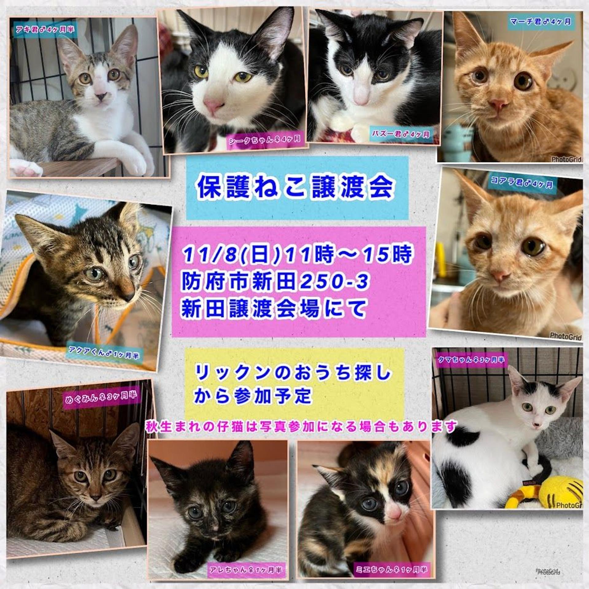 pet-image-5