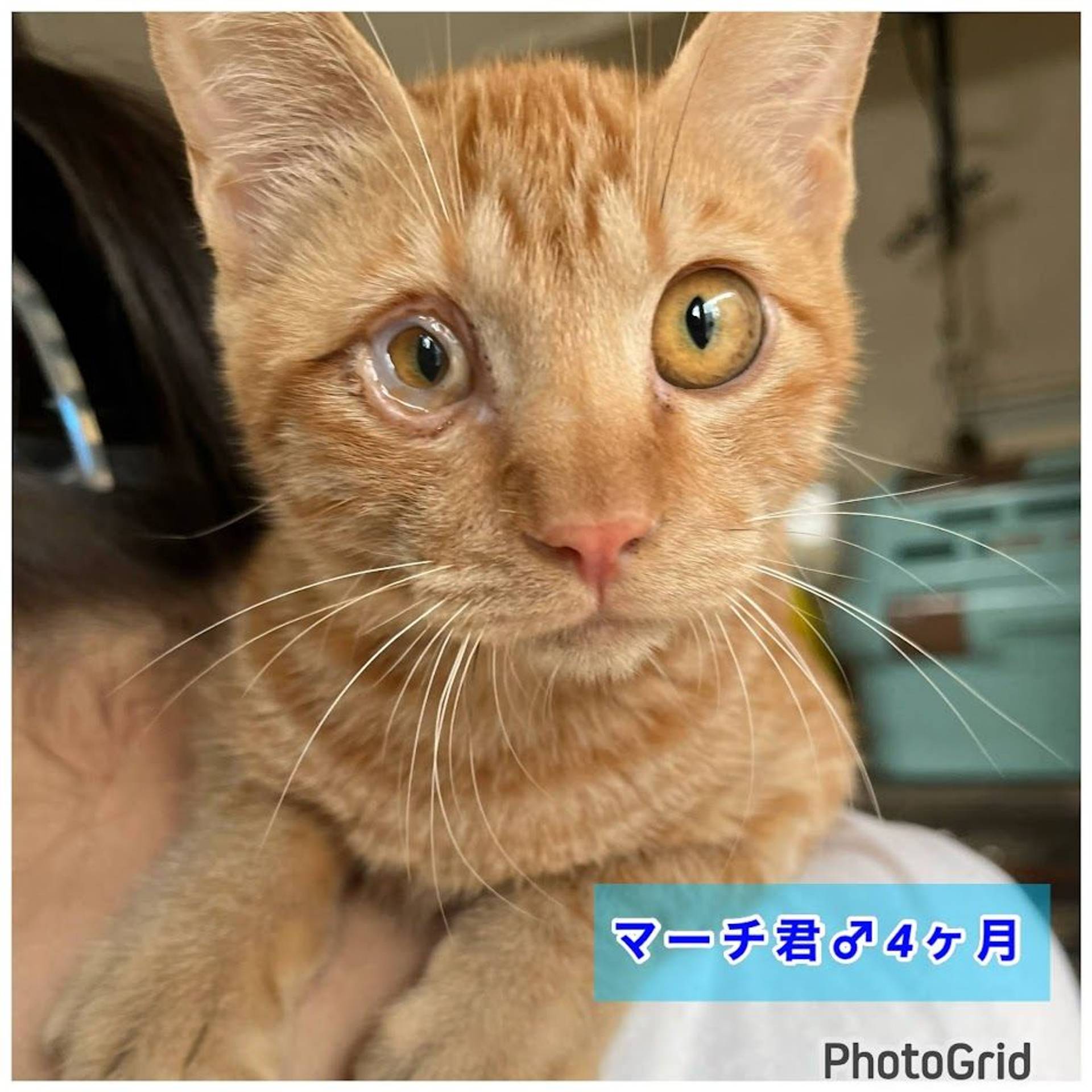 雑種（ミックス猫）・オスの里親募集の写真