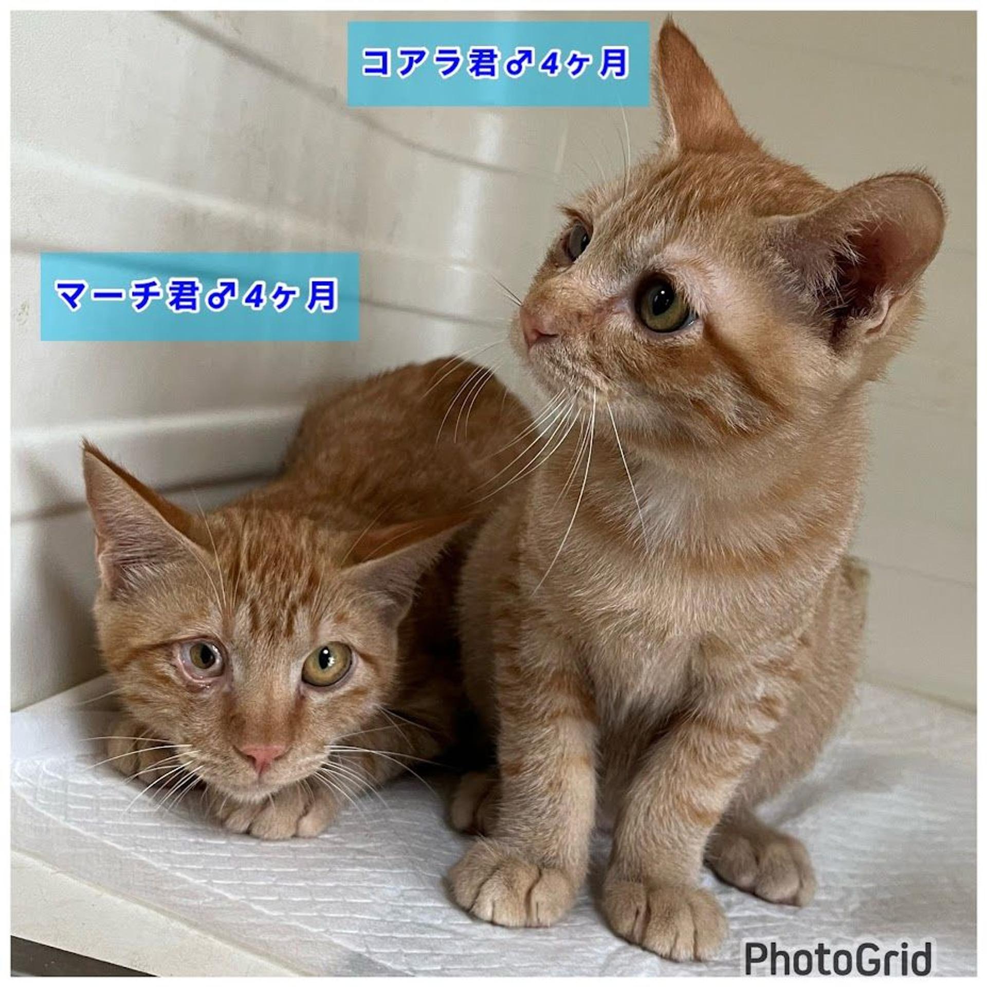 pet-image-3