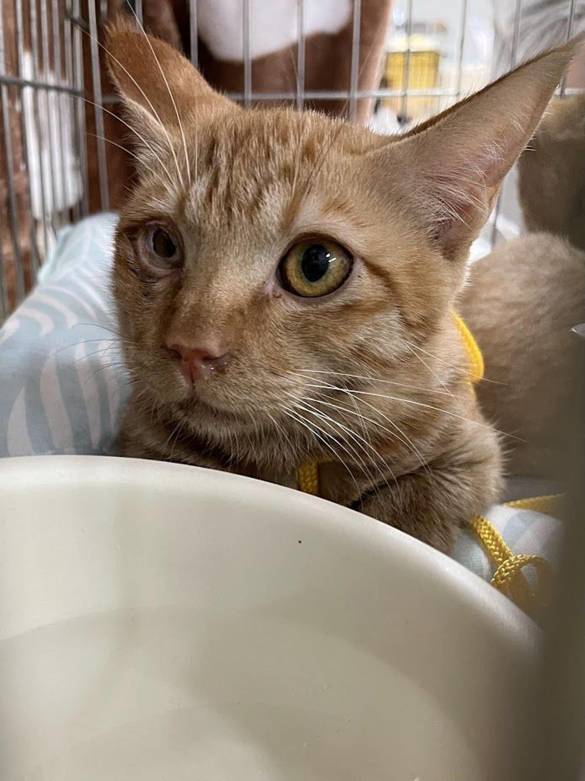 pet-image-4