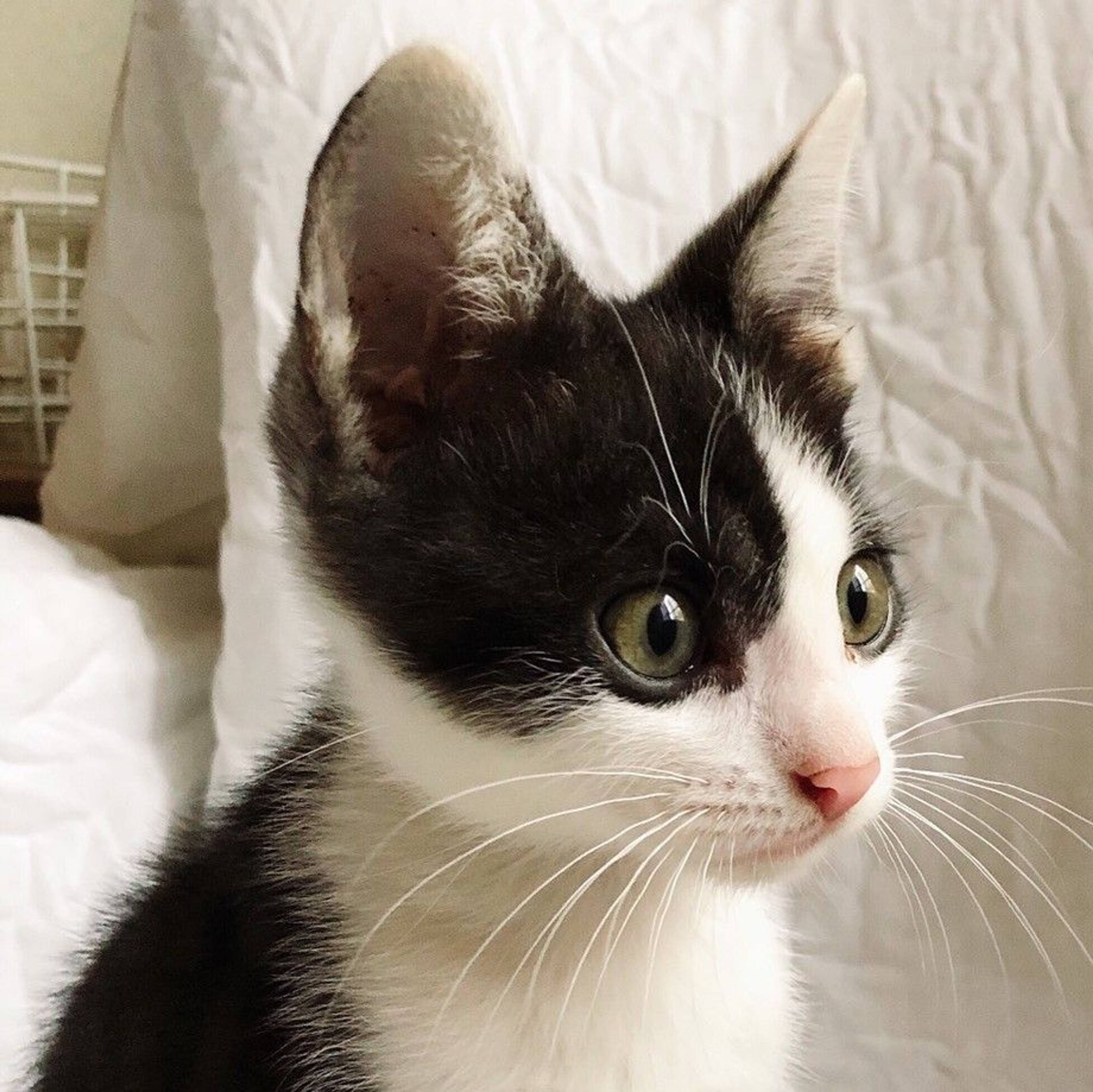 雑種（ミックス猫）・オスの里親募集の写真