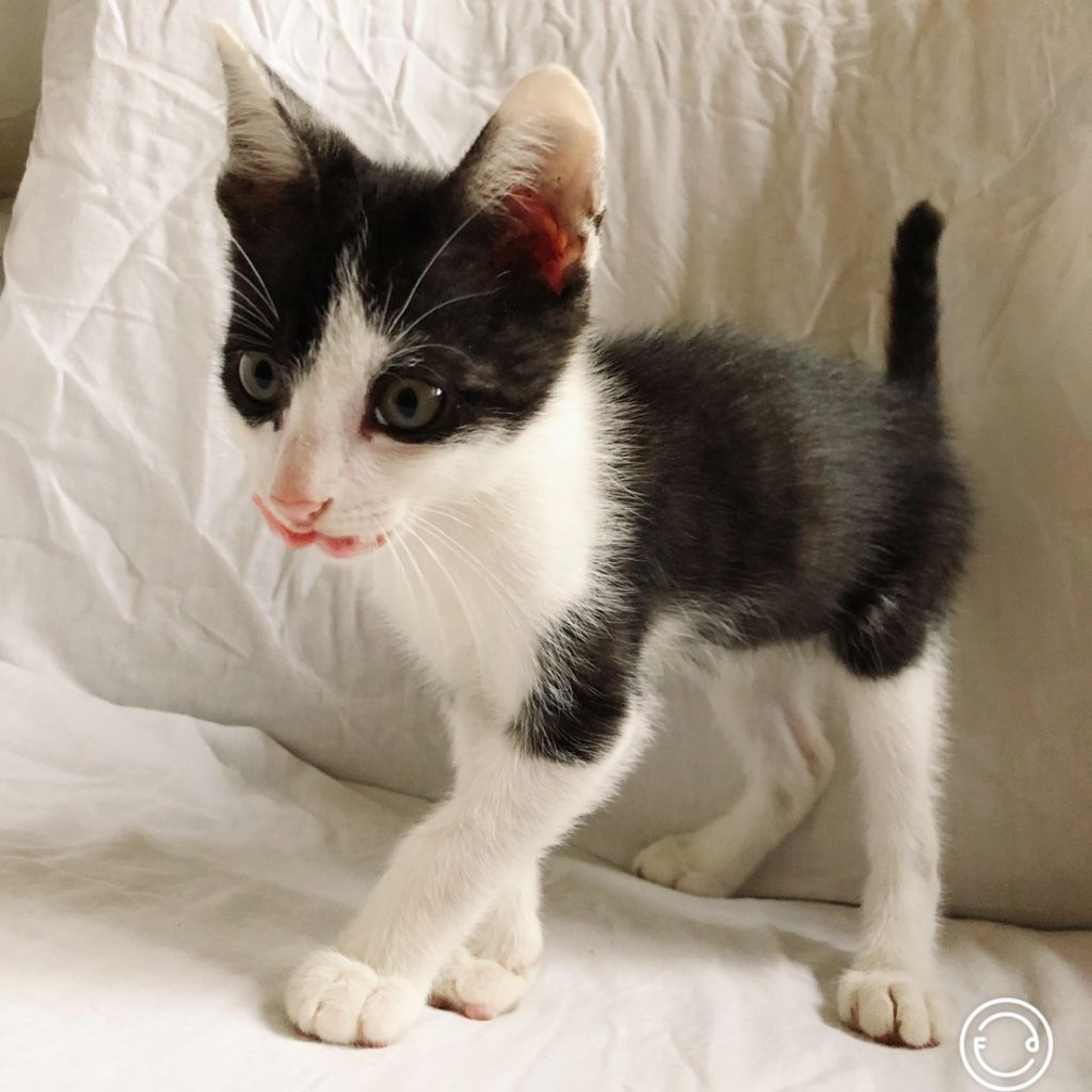 pet-image-2