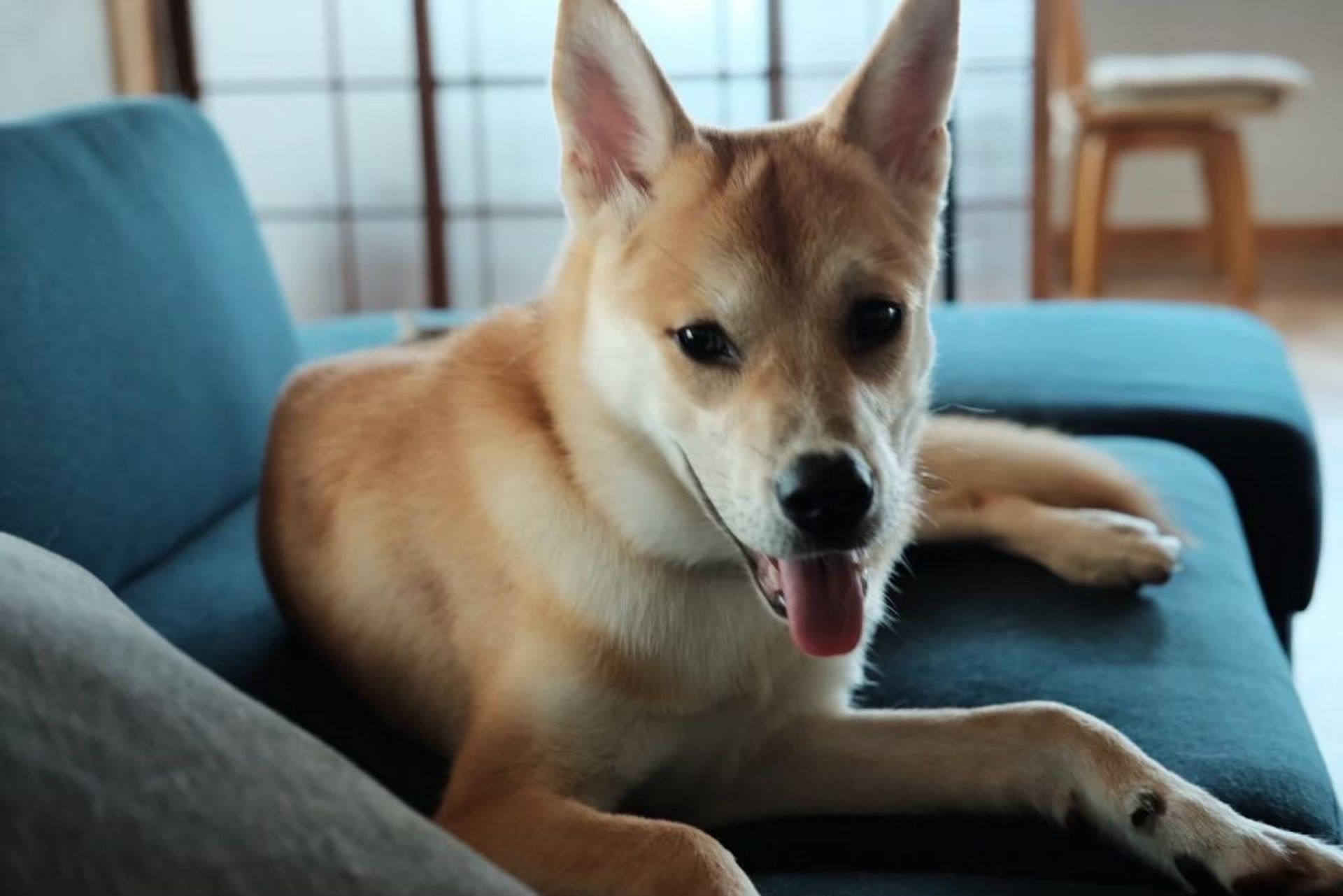 雑種（ミックス犬）・オスの里親募集の写真