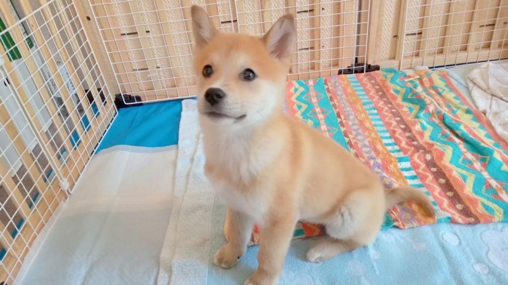 pet-image-5