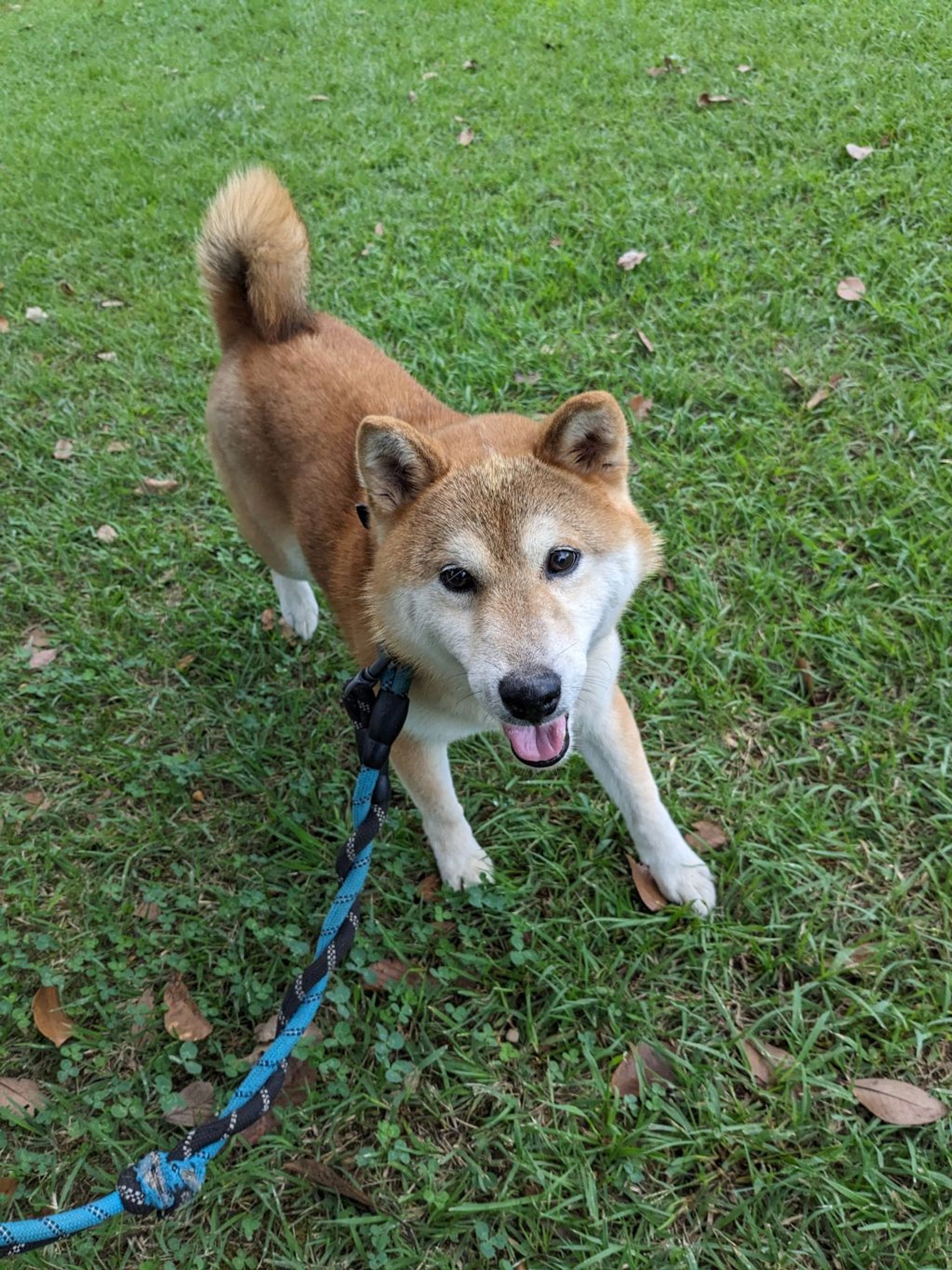 柴犬・オスの里親募集の写真