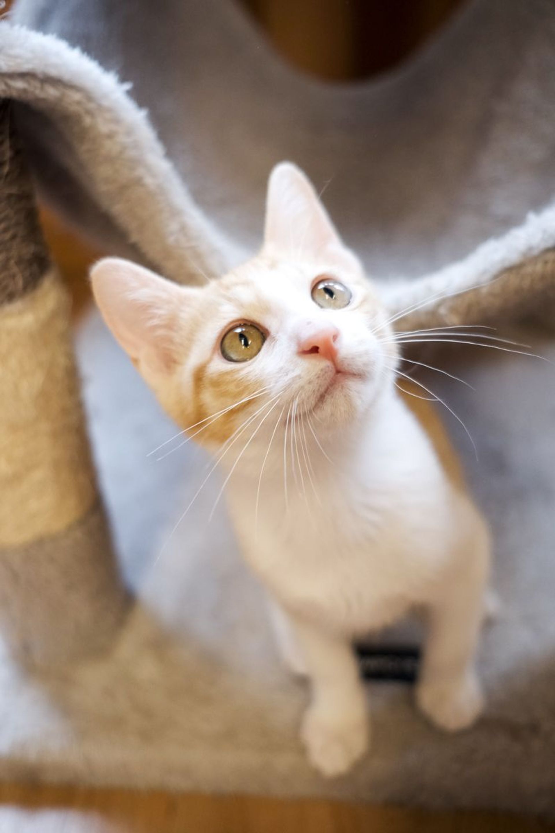 雑種（ミックス猫）・オスの里親募集の写真