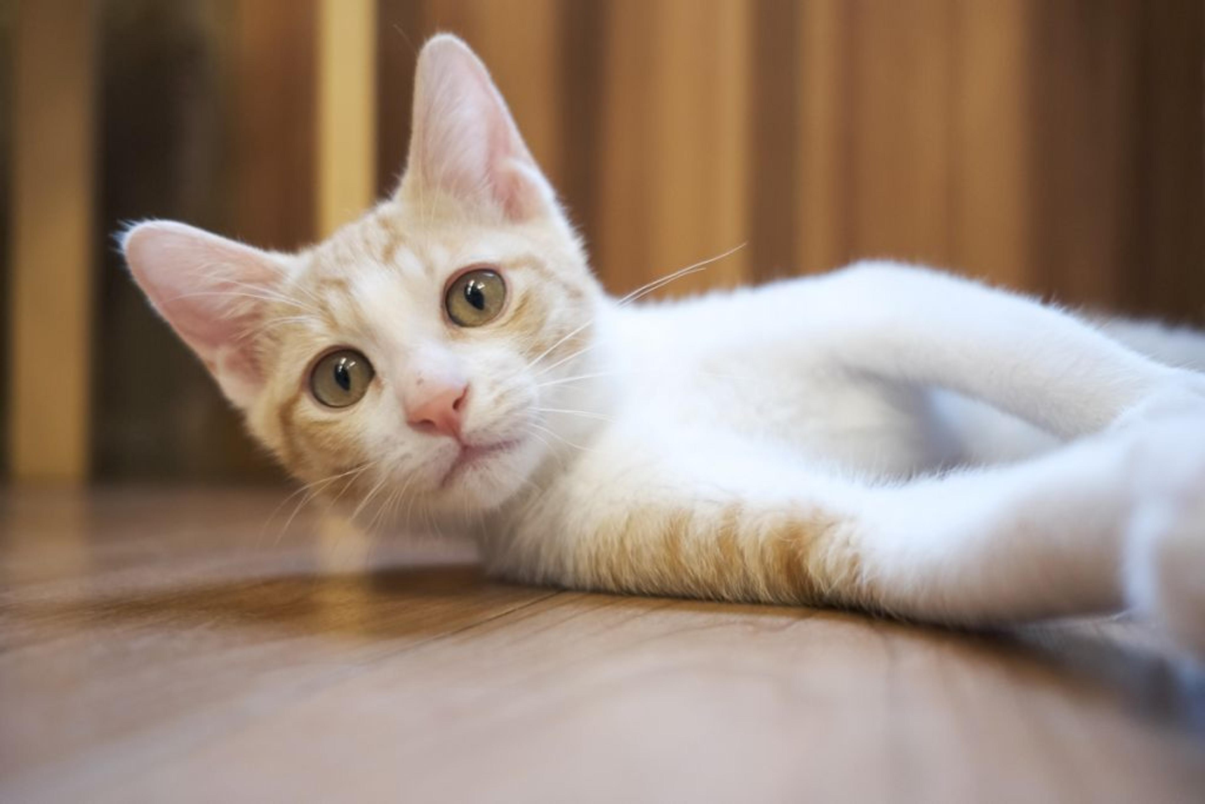 pet-image-3