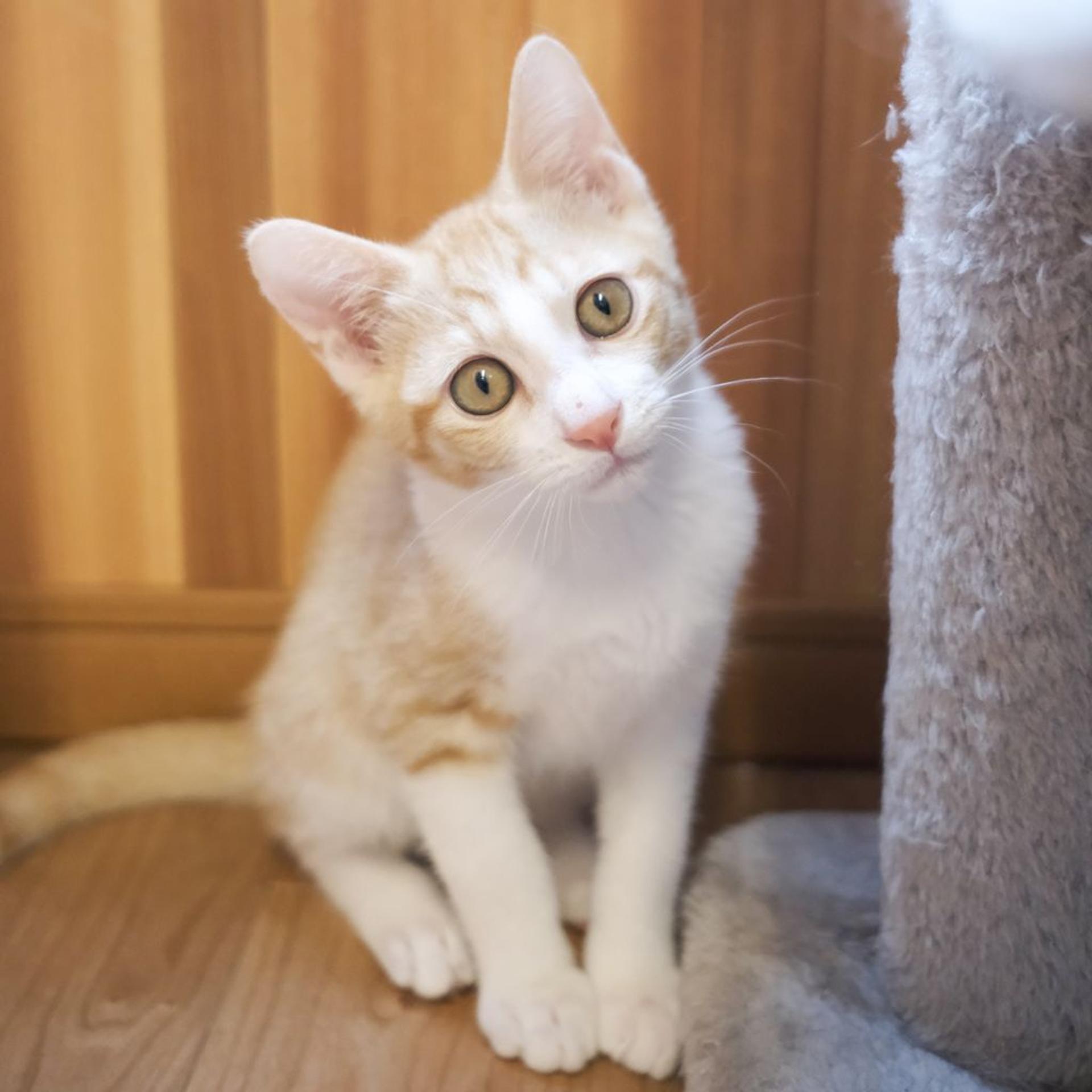 pet-image-4