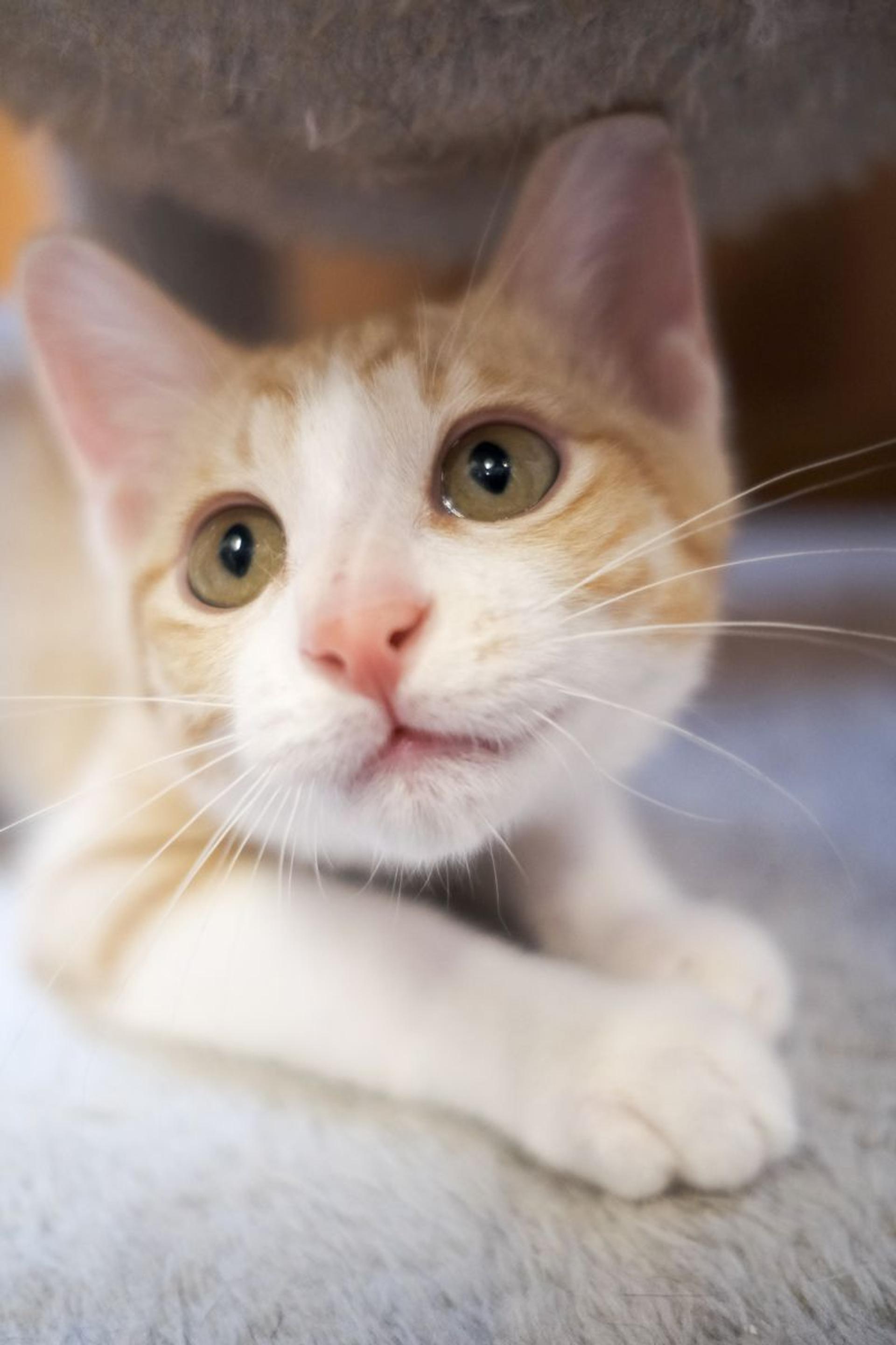 pet-image-6