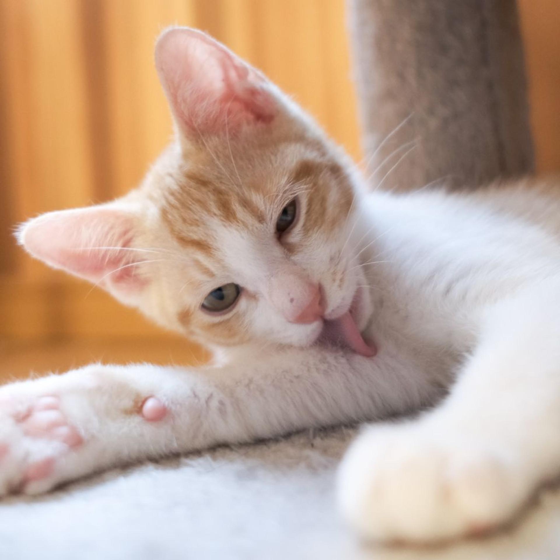 pet-image-9