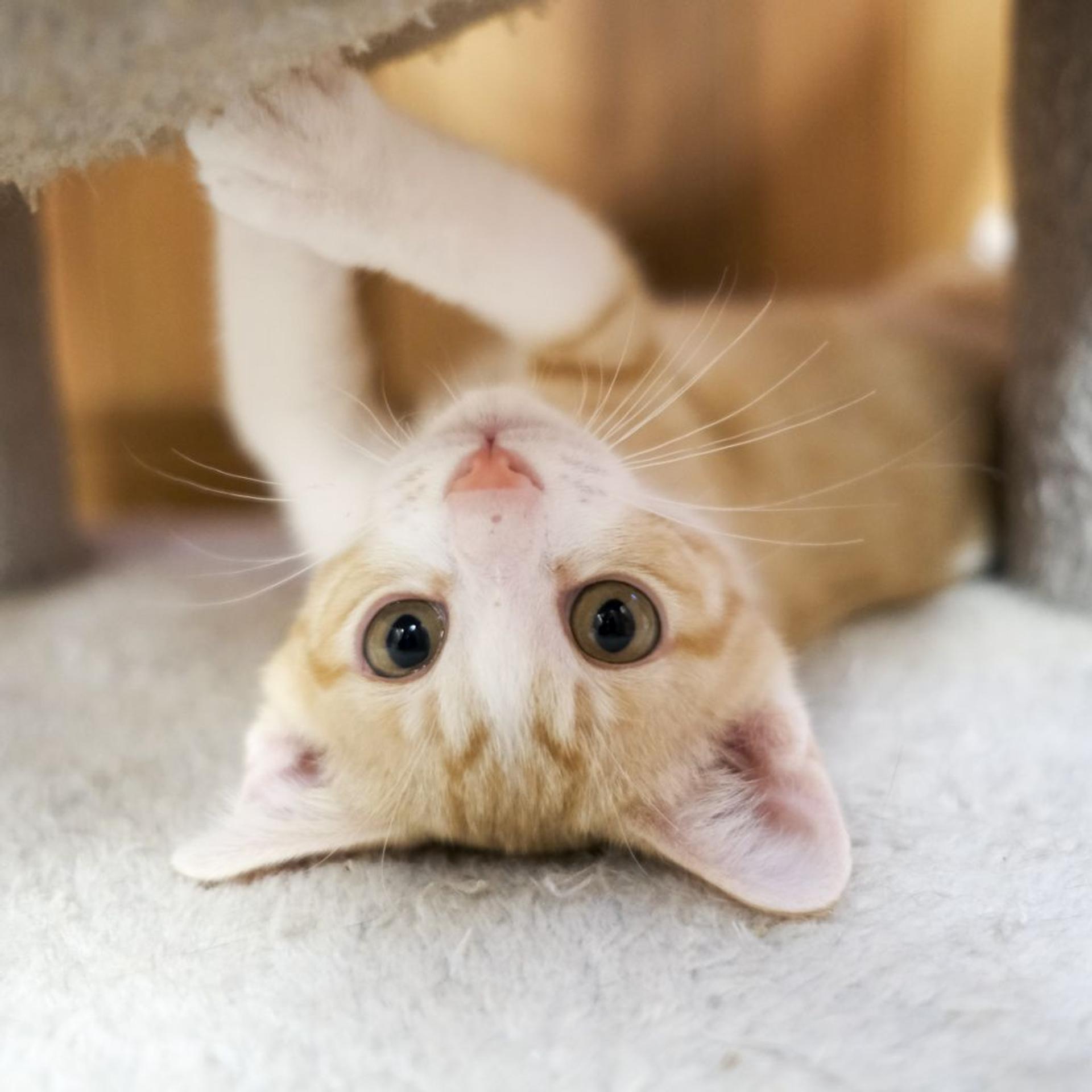 pet-image-10